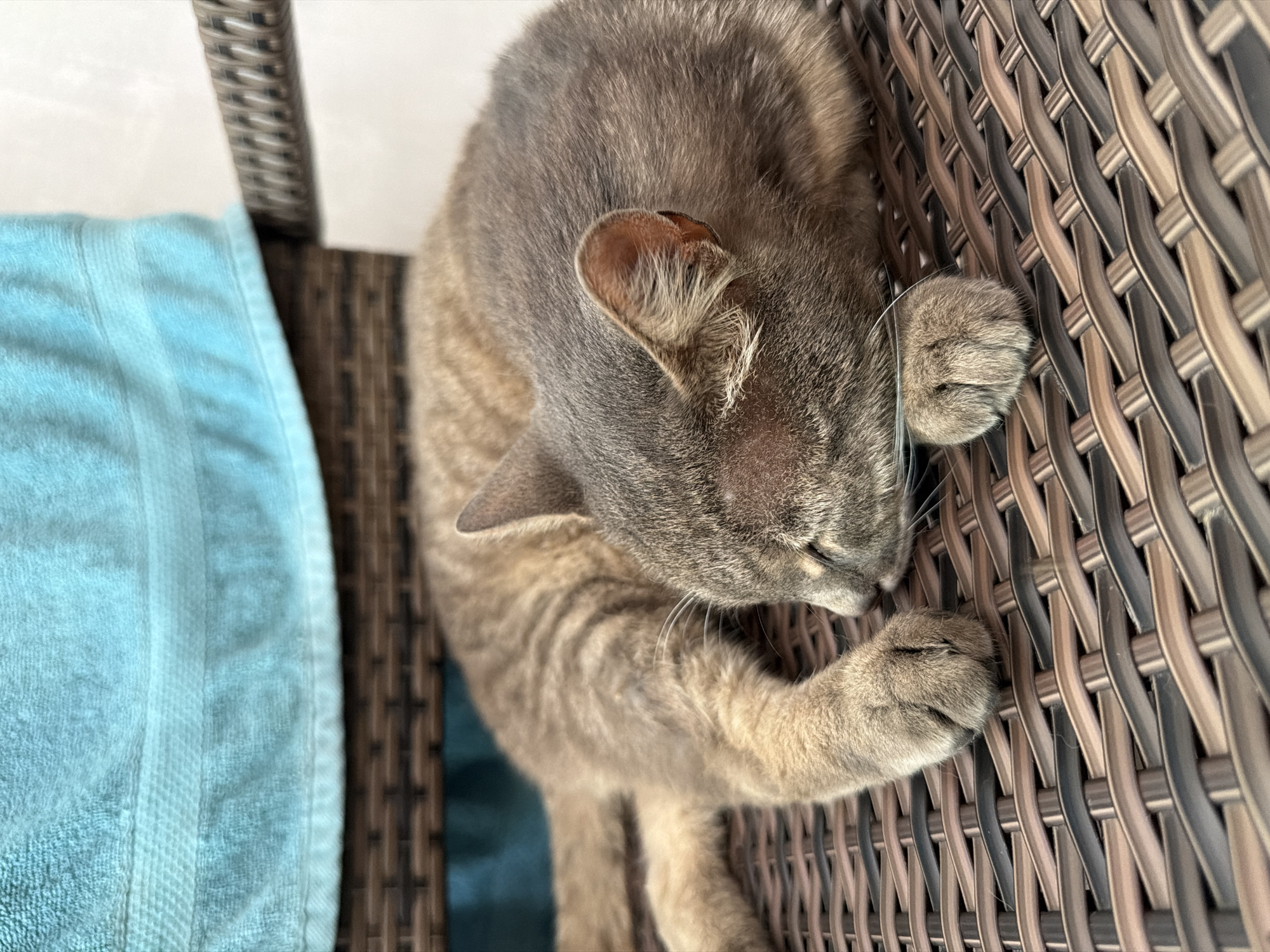 A medium shot captures a gray tabby cat sleeping on a brown woven chair. The cat is curled up, facing right, with its head resting on its paws. The feline's fur is a mix of gray and brown stripes, and its eyes are closed. Behind the cat, a portion of a turquoise towel is visible, draped over the back of the chair. The background is blurred, but suggests an indoor setting. No specific location in Prosena, Bulgaria is depicted or implied.