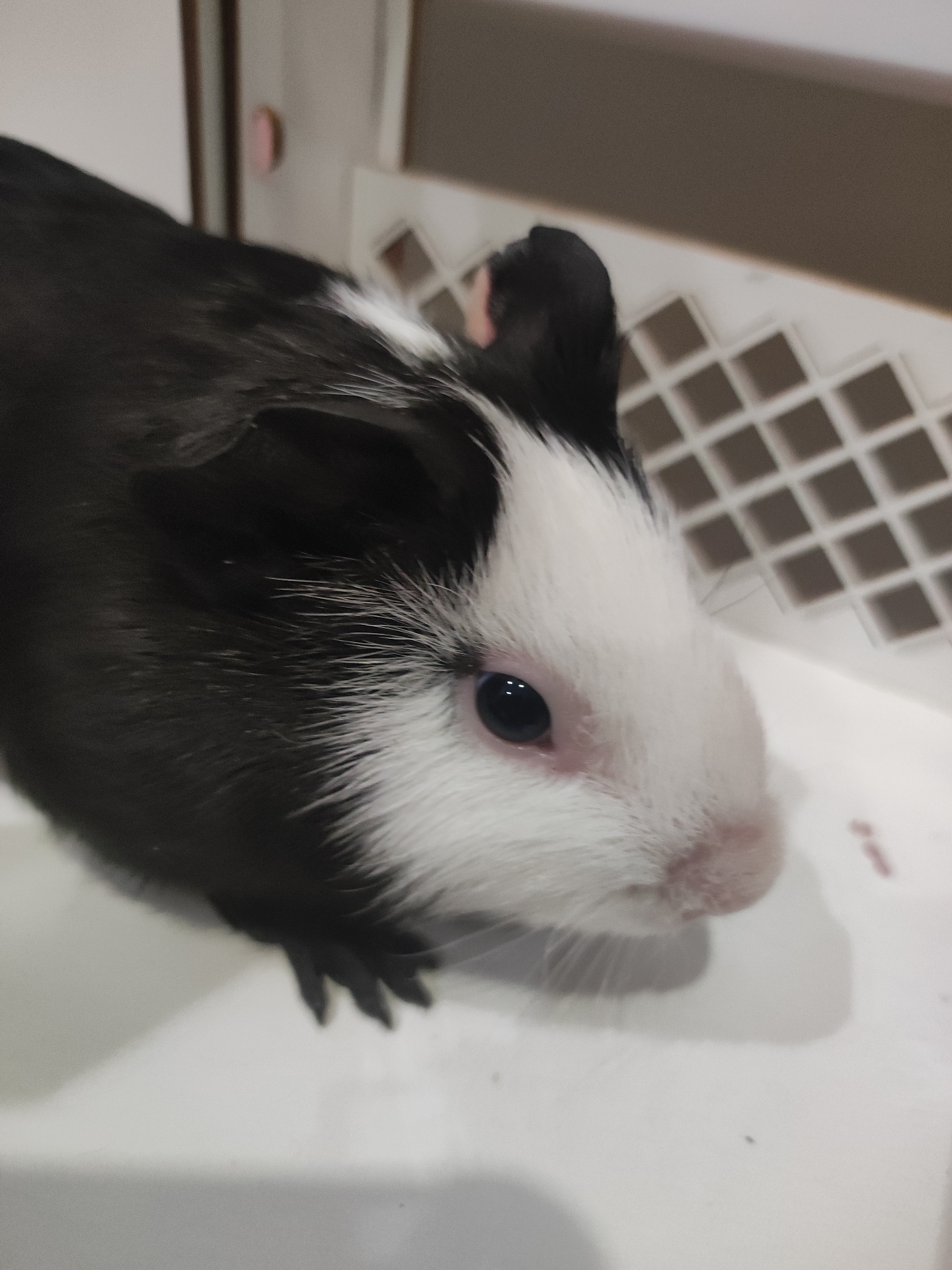 A close-up image depicts a black and white guinea pig. The guinea pig is mostly black with a white patch on its face that extends to its nose. Its eye is dark. The guinea pig is standing on a white surface and in front of a lattice-patterned white wall. The location cannot be determined.
