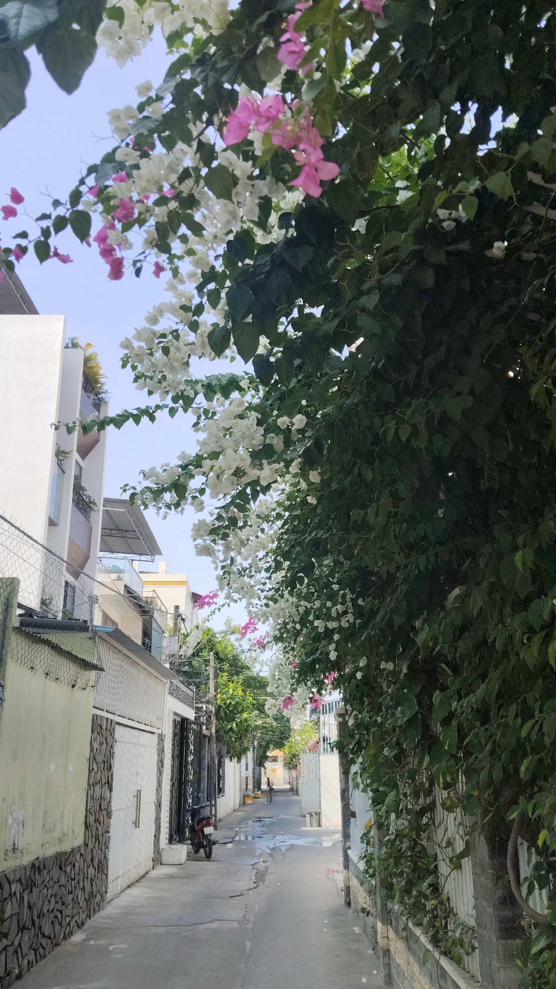 The image shows a narrow alleyway in the city of Bac Nha Trang Ward, Vietnam. The alley is paved with concrete and lined with buildings on either side. A motorcycle is parked on the left side of the alley. The alley is covered in bougainvillea flowers, both pink and white, which are growing on vines that overhang the alley. A single person walks in the distance. The sky is visible above the buildings.