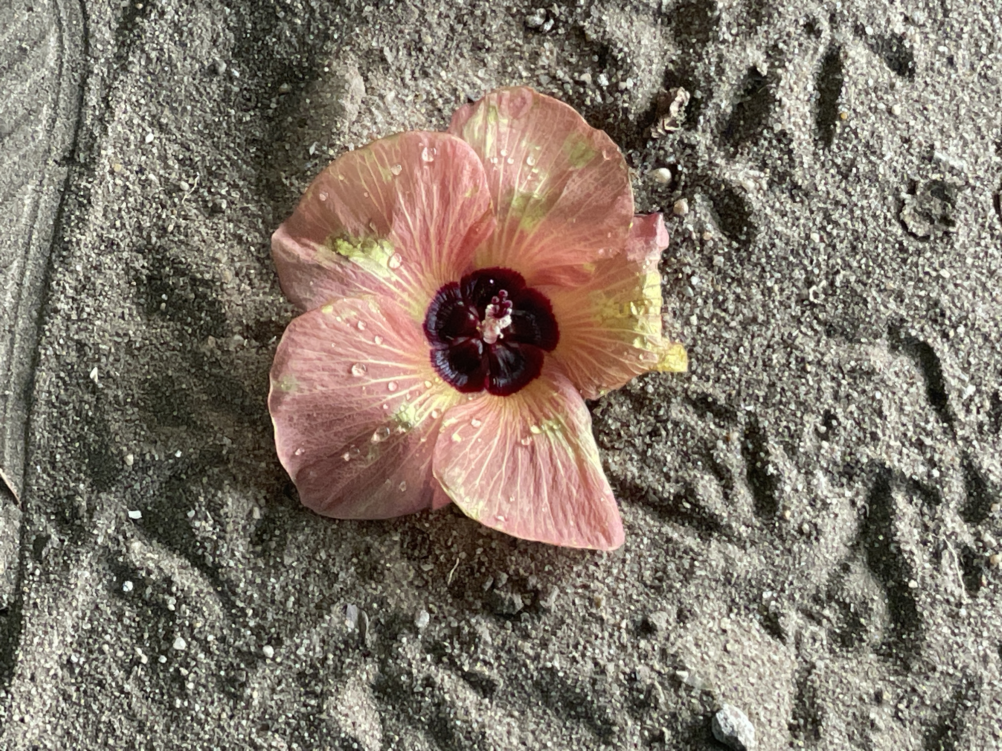 A light pink hibiscus flower with water droplets on its petals rests on coarse, gray sand. The flower has a dark purple center, and some petals show yellow-green discoloration. The sand is disturbed, possibly by footprints or the movement of the flower. The photo was taken outdoors in the city of Badagry, Nigeria.