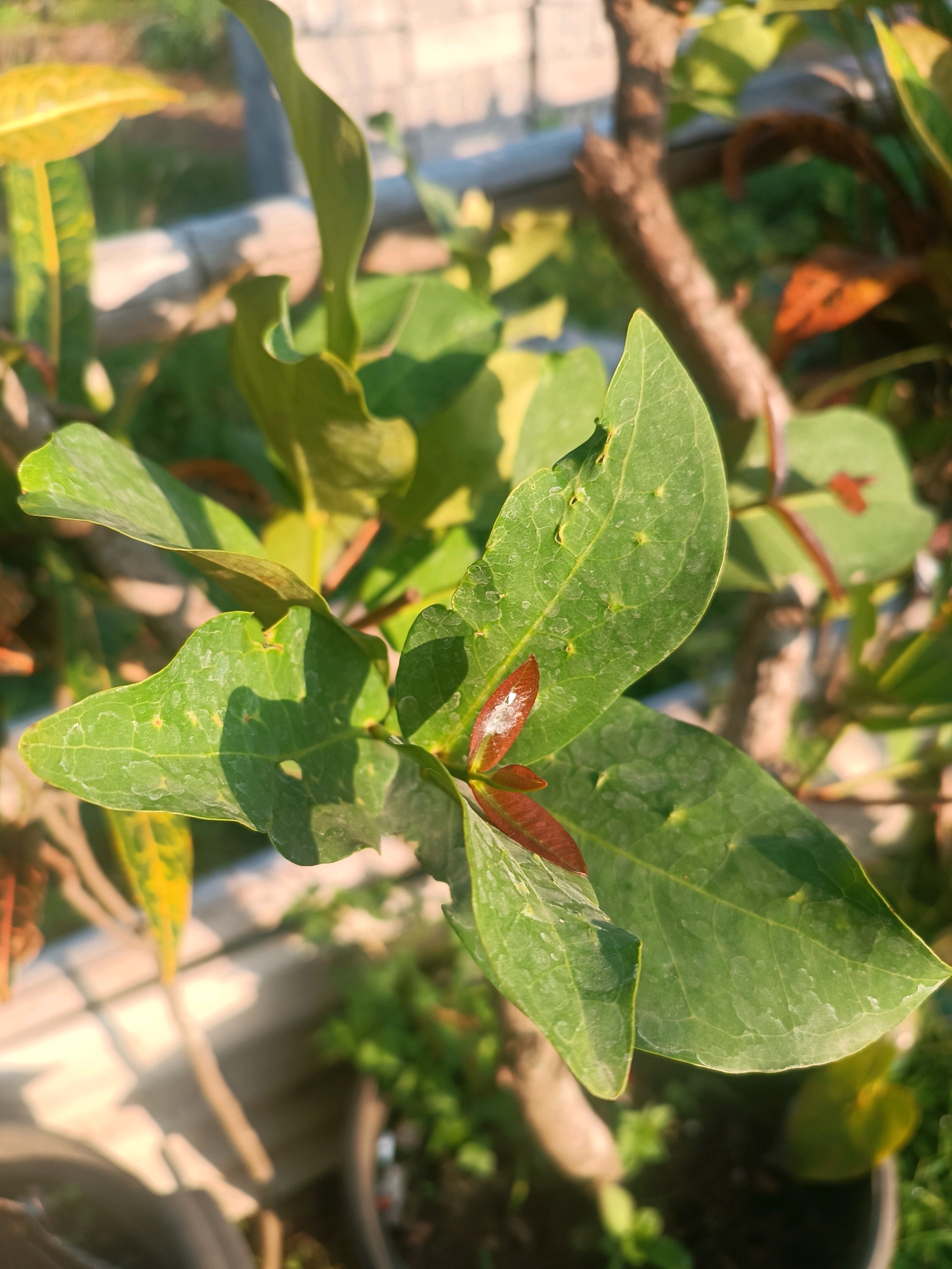 The image shows a close-up of a plant with green leaves. The leaves are somewhat textured and have small white spots on them, possibly water droplets or dust. Some of the leaves are partially edged with yellow and orange, suggesting a change in season or variety. In the center of the image, new growth is visible, with reddish-brown young leaves emerging. The background is blurred, but appears to be an outdoor setting with sunlight casting shadows on a tiled surface. The overall lighting suggests it is daytime. There are no people or animals visible in the image. The context of Tabanan, Indonesia, is not directly apparent from the visual elements of the photograph itself.