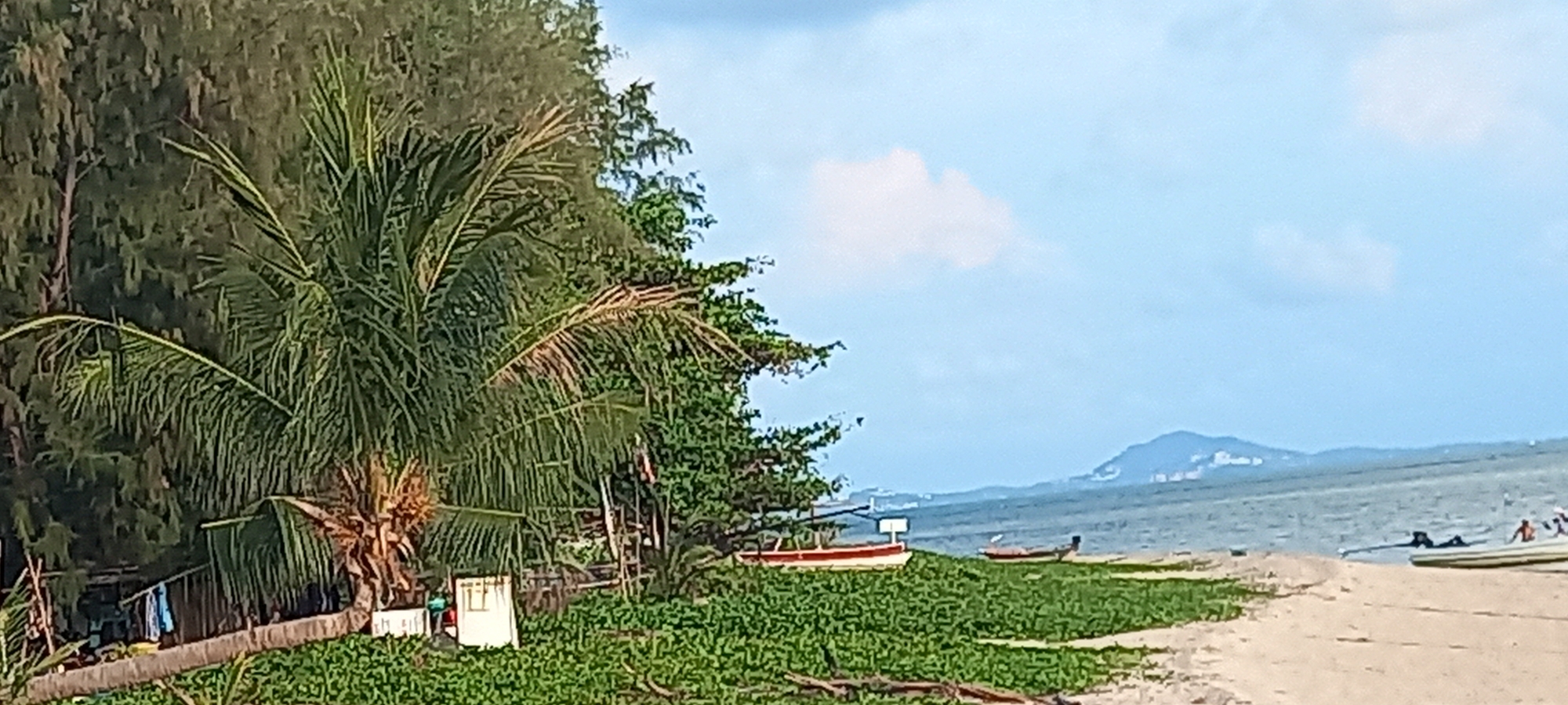 The image depicts a coastal scene in Thong Sala, Thailand, likely near a beach or shoreline. A palm tree with dense foliage stands prominently on the left, adjacent to other trees and vegetation. A small structure, possibly a shelter or storage shed, is visible near the palm tree. Several small boats are scattered along the beach, some resting on the sand and others partially hidden by the vegetation. The water of the sea stretches out to the horizon, where a landmass with some buildings is faintly visible. The sky is partly cloudy, suggesting a fair weather day. The overall impression is one of a relaxed, tropical setting in a coastal area.