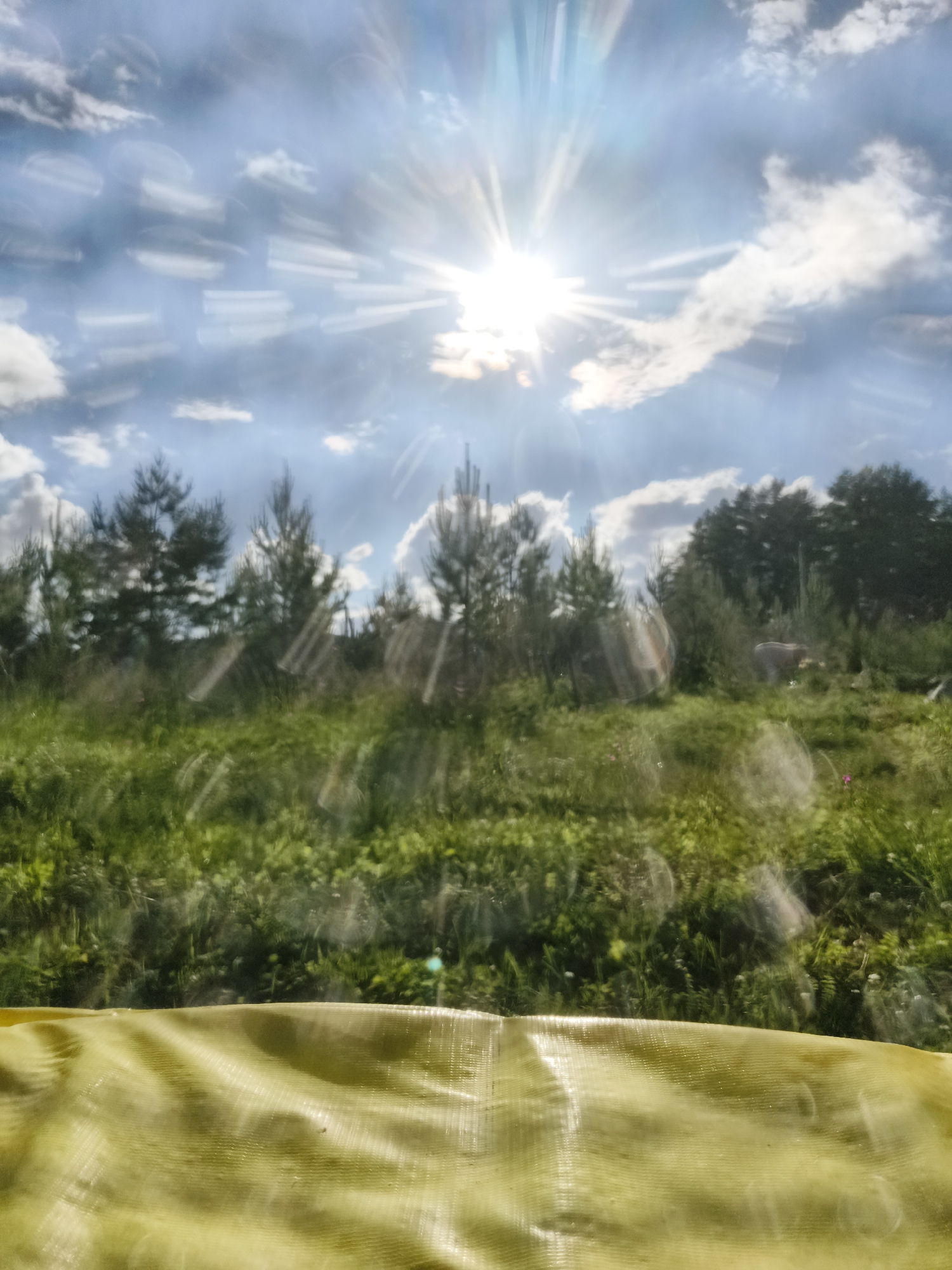 The image depicts a bright, sunny day with a clear blue sky and scattered clouds. The sun is prominently featured, casting bright rays across the scene, creating a lens flare effect. In the foreground, a textured, yellow surface, possibly a tarp or fabric, is visible, covering the bottom portion of the frame. Beyond this, a lush green meadow stretches out, dotted with various plants and some small pink flowers. A line of trees, including pine trees, forms a backdrop to the meadow. In the middle ground, to the right of the frame, a light-colored animal, possibly a sheep or goat, is grazing in the field. The overall impression is a pastoral landscape under a brilliant sun. The location is identified as Chaikovsky, Russia.