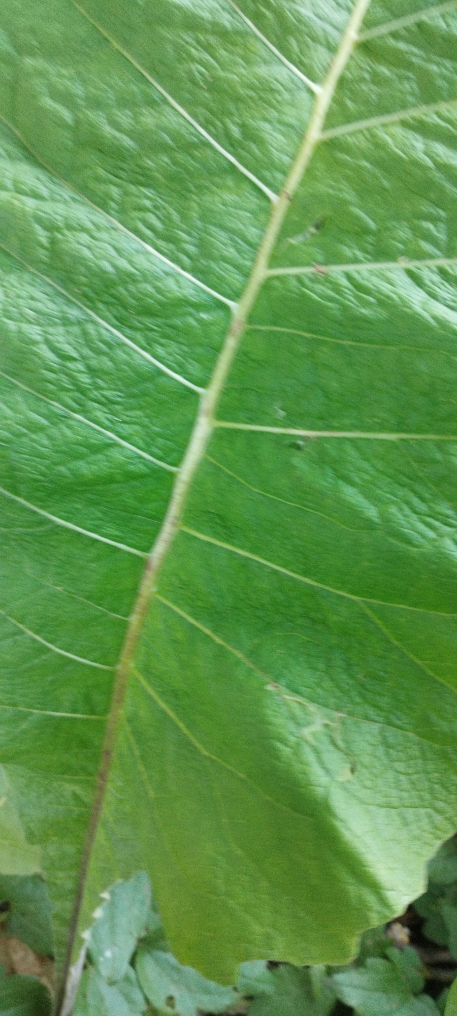 A close-up, vertical, slightly out-of-focus photograph displays a large, vibrant green leaf. The leaf exhibits prominent parallel veins running from the central stem towards the edges. The central stem, a lighter shade of green, is positioned diagonally across the frame, extending from the bottom left upwards towards the top right. The leaf surface appears somewhat textured, with subtle undulations and a glossy sheen. In the lower portion of the image, darker green foliage and hints of brown soil are visible, suggesting the leaf is part of a plant growing outdoors. The location of this image within the city of Yaroslavskaya, Russia, is not discernible from the visual information provided.
