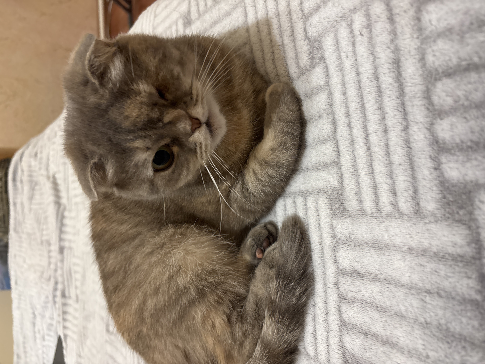 A grey and brown cat is curled up on a grey and white striped blanket. The cat is looking at the camera with one eye visible. The cat's paws are tucked in close to its body. The location is unknown.