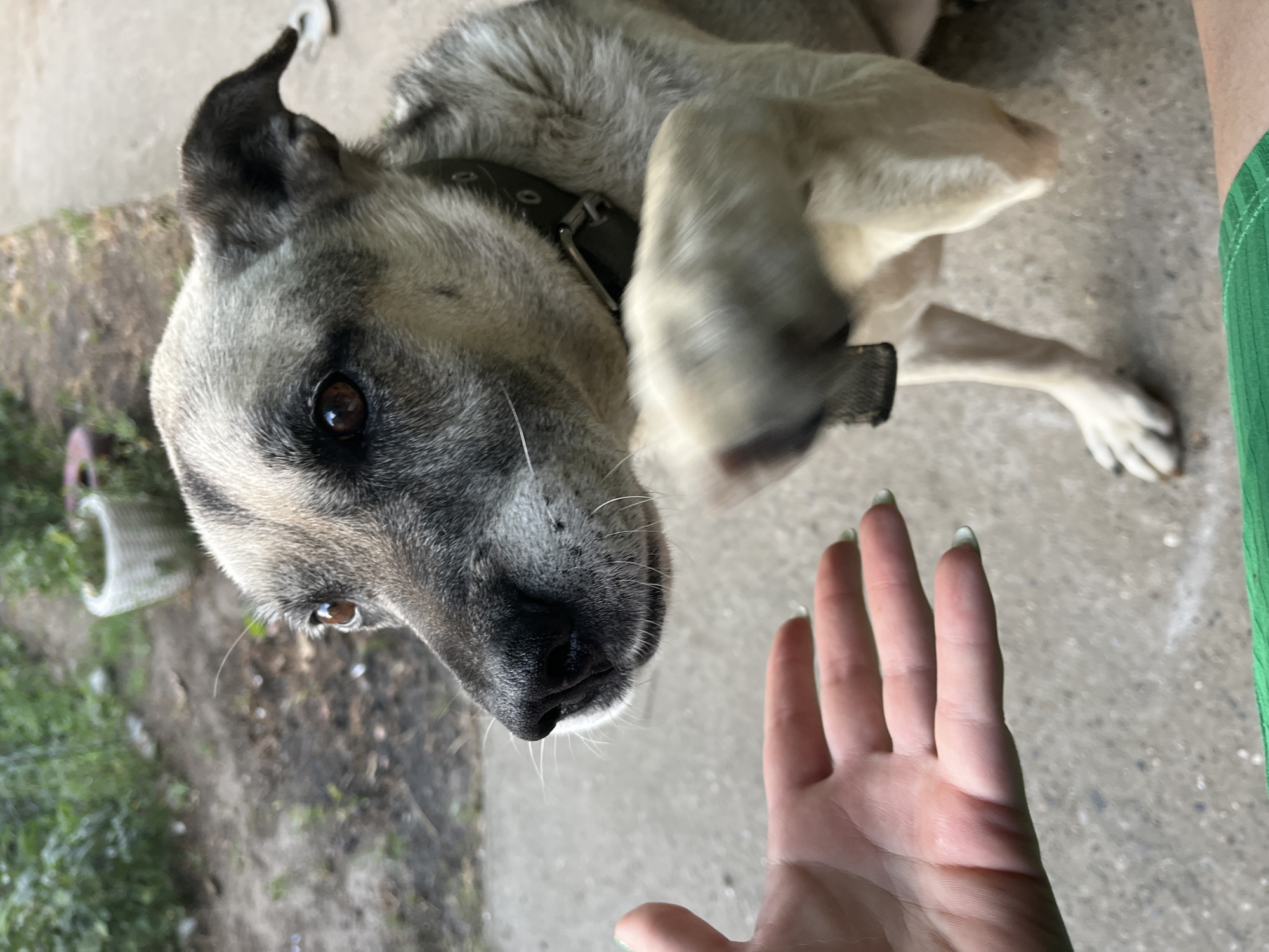 The image shows a close-up of a dog's face and paw reaching towards a human hand. The dog has light brown and grey fur, with dark brown eyes and a black nose. It is wearing a dark collar. The human hand is open, with the palm facing the dog. The background appears to be an outdoor setting with concrete ground, some greenery, and a wicker basket in the distance. The location is identified as Krasnyye Barrikady, Russia. The image captures a moment of interaction between the dog and the human.