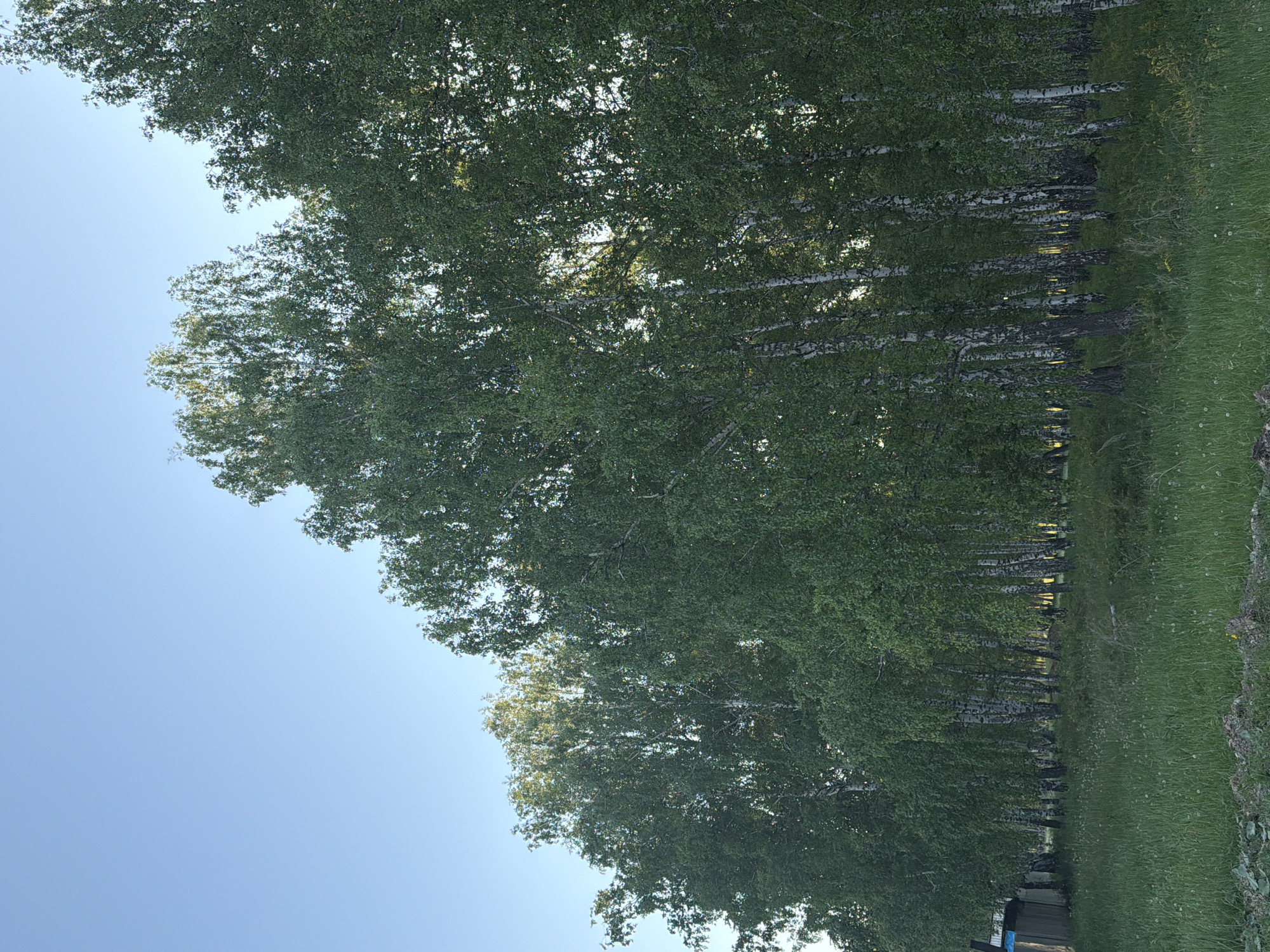 The image shows a row of birch trees with green leaves, their white trunks visible, bordering a grassy area under a blue sky. The photograph appears to be taken at ground level. A small portion of what may be a building is visible at the bottom of the frame. The location is possibly Bolsheustyikinskoye, Russia.