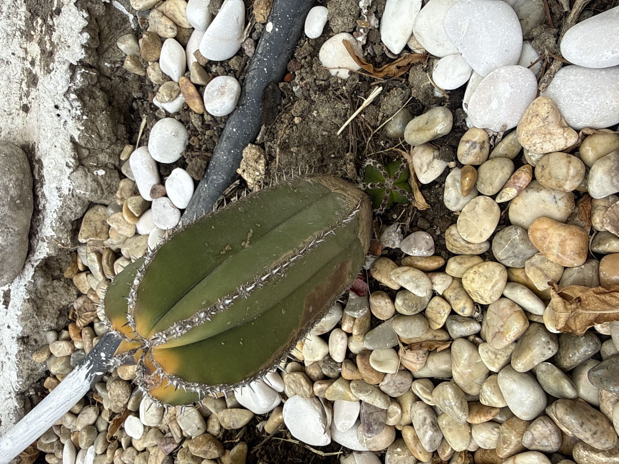 A low-angle, close-up shot reveals a cactus lying on a bed of small, smooth river rocks of varying shades from tan to white. A length of black plastic tubing snakes across the upper portion of the frame, partially buried in the dark soil beneath the rocks. To the left of the cactus, a jagged edge of grey concrete provides a backdrop. Small, star-shaped green plants appear near the top of the cactus. A silver tube protrudes from the bottom left of the image, covered partially with white and black paint. The cactus itself is mostly green, with a few yellow/brown patches near the bottom, and is lined with white thorns. The scene appears to be a garden setting. There is no evidence to confirm the location in the city of Puebla, Mexico.