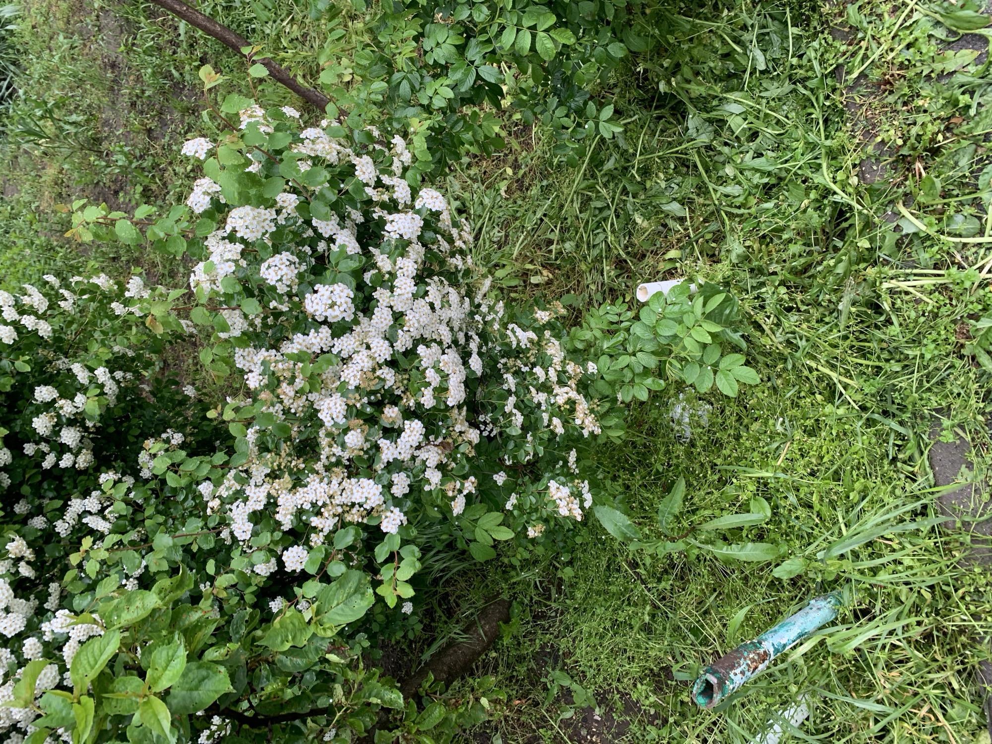 The image shows a view of a section of ground in what appears to be a garden or untended area. Dominating the scene is a dense bush covered in small, white flowers. Other vegetation is present, including various types of green plants and grasses. An old metal pipe, painted in a turquoise color, lies in the grass. The ground appears damp, suggesting recent rain. The image provides no direct evidence to confirm the location as Stavropol, Russia. There are no people visible in the image.