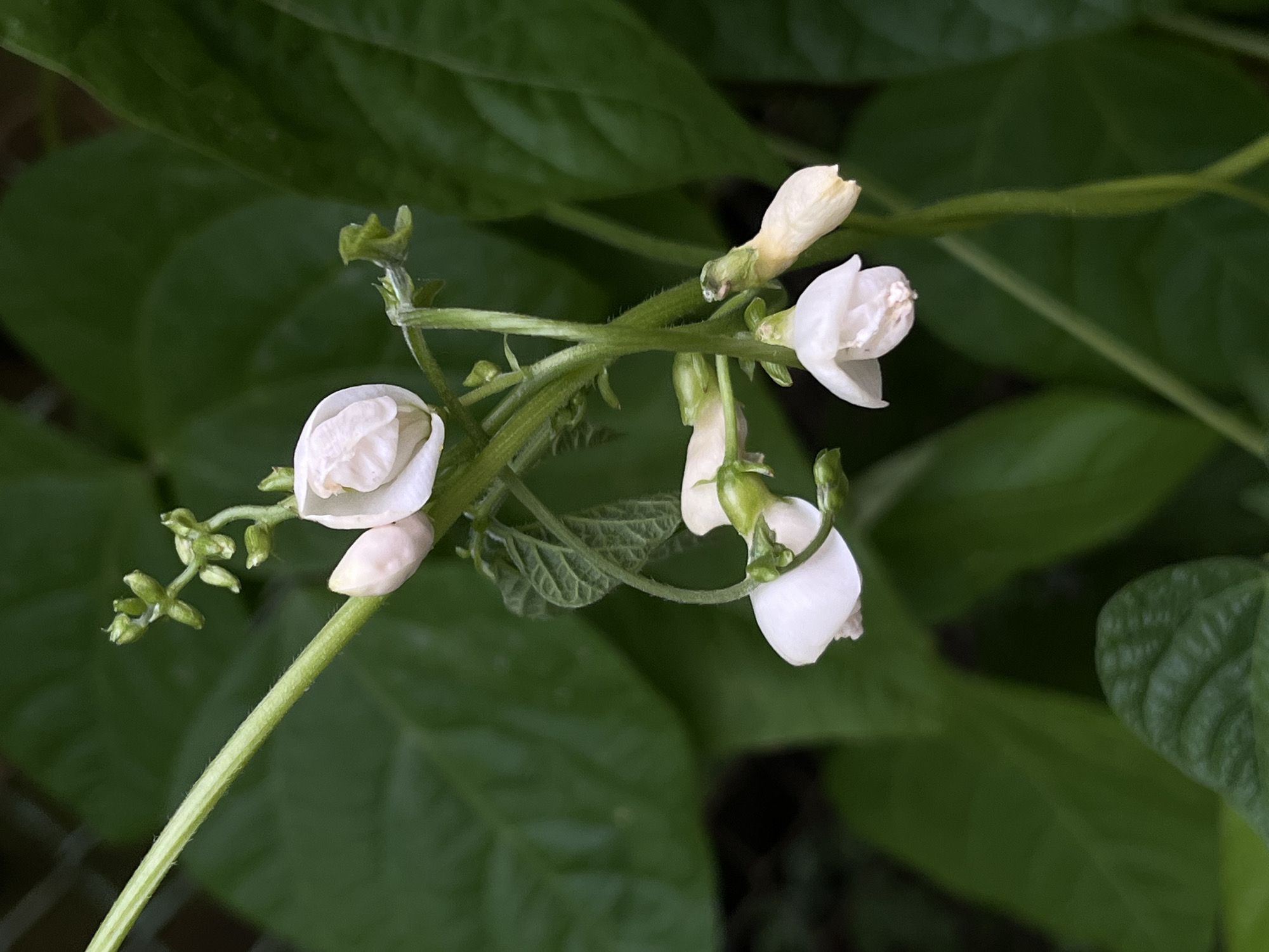This is a close-up, eye-level, outdoor shot of a cluster of white bean flowers on a vine. The flowers are delicate and appear to be in various stages of bloom, with some fully open and others still in bud. They are set against a backdrop of lush, dark green leaves, creating a soft focus effect that highlights the intricate details of the blossoms. The lighting suggests it is daytime, possibly morning or late afternoon given the diffused quality. The scene is natural and appears to be in a garden or a field where bean plants are growing. There are no people, text, or specific weather conditions visible. The overall impression is one of natural beauty and the gentle unfolding of life in a plant. The context of Lviv, Ukraine, places this image in a specific geographical and cultural setting, though no visual cues within the image itself directly indicate this location.