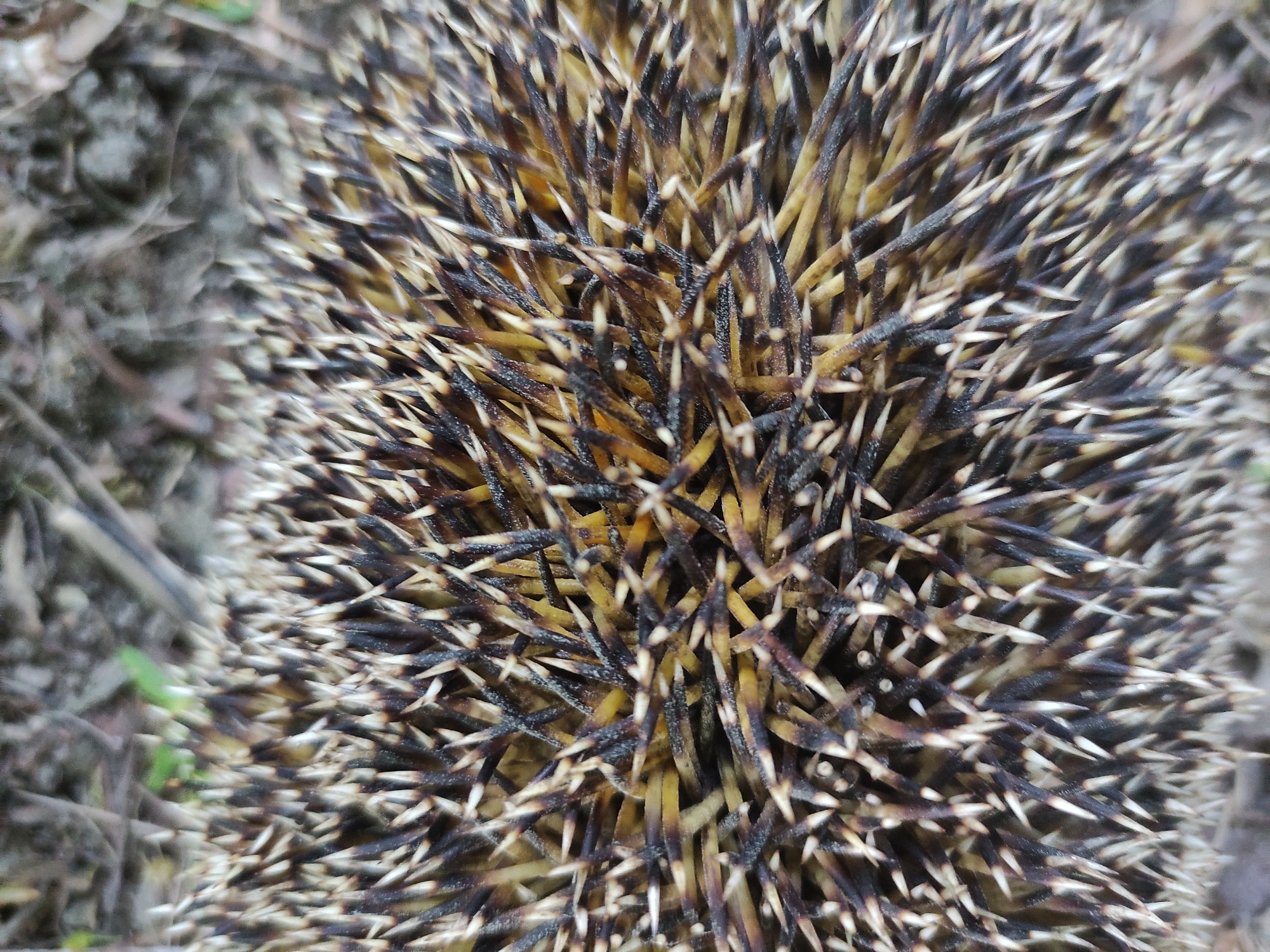 The image shows a close-up view of a hedgehog's back. The hedgehog is covered in spines that are banded with dark brown/black and light beige/yellow. The spines are tightly packed and sharp-looking. Part of the environment is visible at the periphery of the hedgehog. The location is in an undefined city called Unknown. There are no people, actions, or interactions visible in the image.