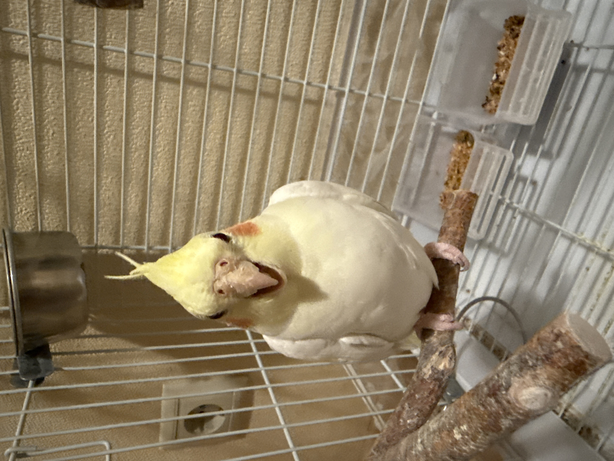 An indoor scene in Moscow, Russia, features a white wire bird cage containing a cockatiel (Nymphicus hollandicus). The bird, predominantly pale yellow and white with orange cheek patches and a raised yellow crest, is perched on a thick, natural wood branch. It faces forward with its beak open. A metallic bowl is affixed to the upper left side of the cage. Two clear plastic dishes containing bird seed are positioned on the cage floor. The background consists of a light-colored, textured wall. An electrical outlet, identified as a Type F (Schuko) socket common to Russia, is mounted on this wall on the left side of the frame. No individuals are present in the image.
