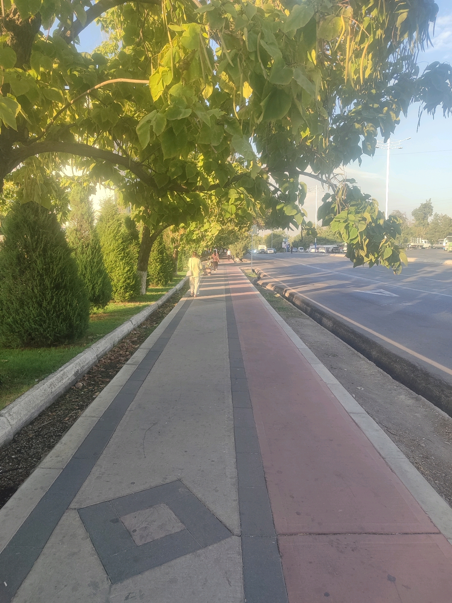 The image depicts a street scene in Tashkent, Uzbekistan. A paved pedestrian walkway, with sections colored grey and red, runs alongside a road. Several evergreen trees and mature trees with large leaves line the walkway, casting shadows. A person in light-colored clothing is walking away from the camera on the walkway. In the distance, other pedestrians and vehicles can be seen. The road has multiple lanes and appears to be a main thoroughfare. Streetlights are visible in the background. The lighting suggests it is late afternoon or early evening, with the sun low in the sky.