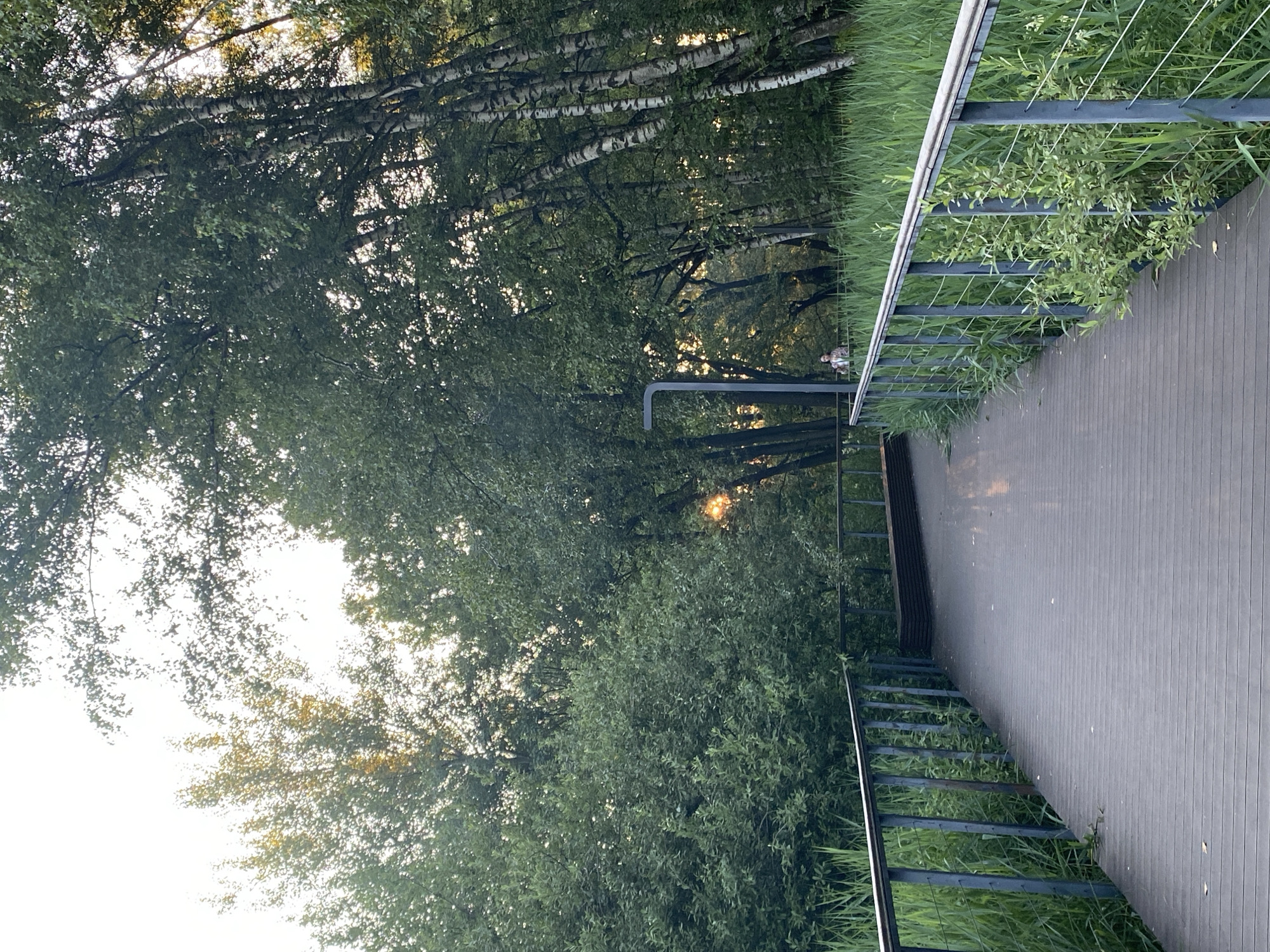 The media file depicts an outdoor scene with a wooden walkway in the foreground, bordered by a metal railing and lush green vegetation. The walkway extends diagonally into the frame, its grey wooden planks showing a subtle texture. Beyond the walkway, a dense forest of trees with white-barked trunks dominates the left side of the image, with sunlight filtering through their leaves, creating dappled patterns. The sun appears to be low in the sky, suggesting either early morning or late afternoon. The overall atmosphere is tranquil and natural. There are no visible signs of text within the image.