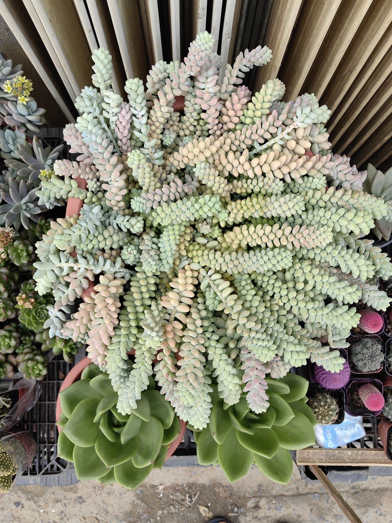 The image presents an overhead view of a plant display, located in the city of Sa Pa, Vietnam. The central subject is a large, densely clustered succulent plant, likely a Sedum morganianum (Burro's Tail) or similar species, overflowing from a reddish-brown cylindrical pot. This plant features numerous cascading stems covered in plump, ovate leaves, displaying a variegated palette of pale green, bluish-green, light pink, and yellowish-orange hues.
Positioned below and partially obscured by the main succulent, a large, green, rosette-forming succulent (resembling an Echeveria) resides in a brown pot. To the left, several smaller rosette-forming succulents, some exhibiting small yellow or pale pink flowers, are arranged within dark-colored plastic trays. The bottom right section of the image reveals a black plastic tray containing multiple small potted cacti and other succulents, notable among them are a bright purple spherical cactus, a vivid pink cylindrical cactus, and several green spined varieties. A crumpled blue and white plastic bag is visible among these smaller pots.
The plants are situated on a dark, gridded plastic surface, likely a commercial plant tray. The background consists of uniformly spaced, vertically oriented light-colored wooden or bamboo slats. The ground surface visible beneath the plant display is a mottled gray-brown, consistent with concrete or asphalt. No human figures or discernible actions are present within the frame.