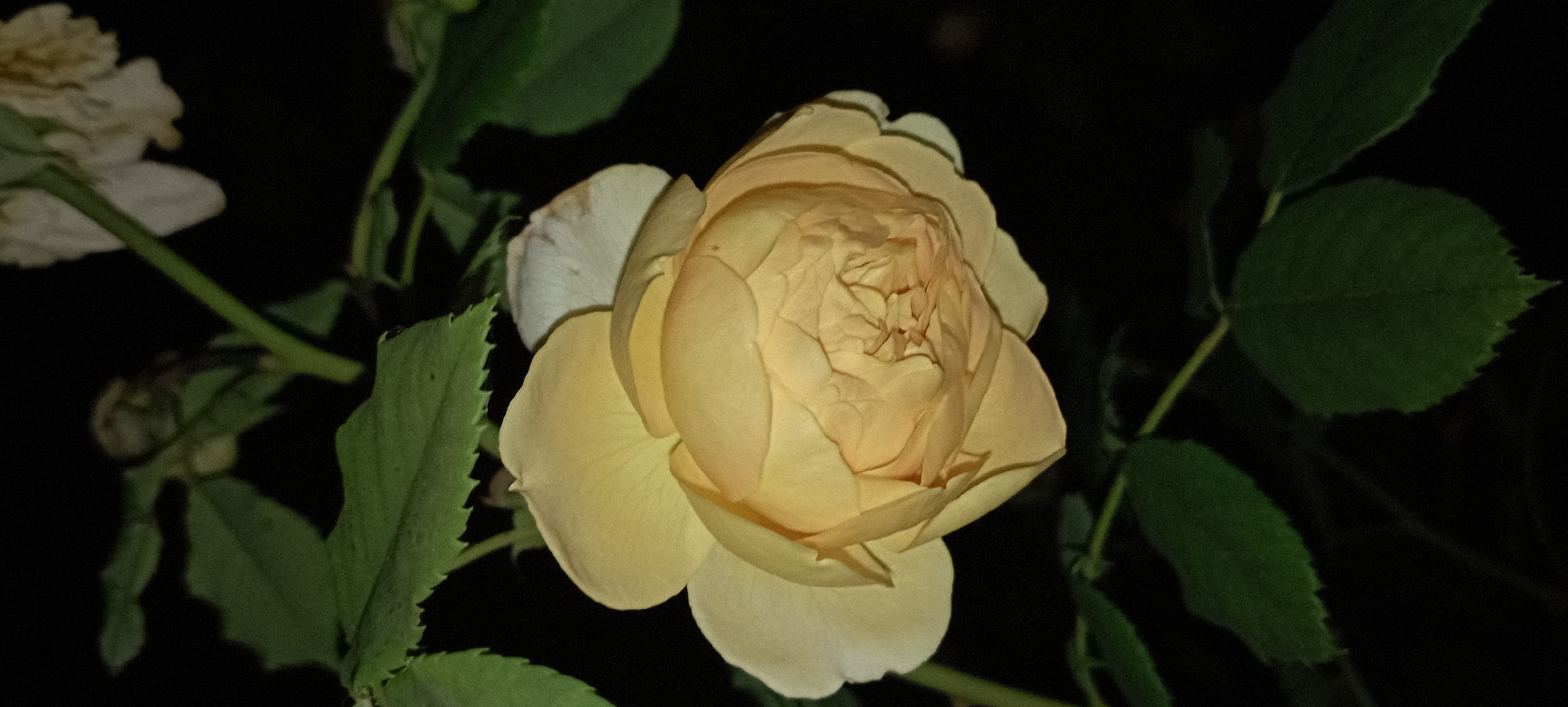 A close-up, low-light photograph captures a pale yellow rose with tightly furled petals in the center, surrounded by more open, lighter petals. The rose is positioned slightly off-center to the right, against a dark, blurred background. Green leaves frame the top and bottom edges of the image, some showing serrated edges. A thin, light-colored stem is visible behind the rose. The overall impression is of a rose at night, with minimal ambient light illuminating the subject. The image provides no information about the city of Radisne, Ukraine, or any specific location within it.