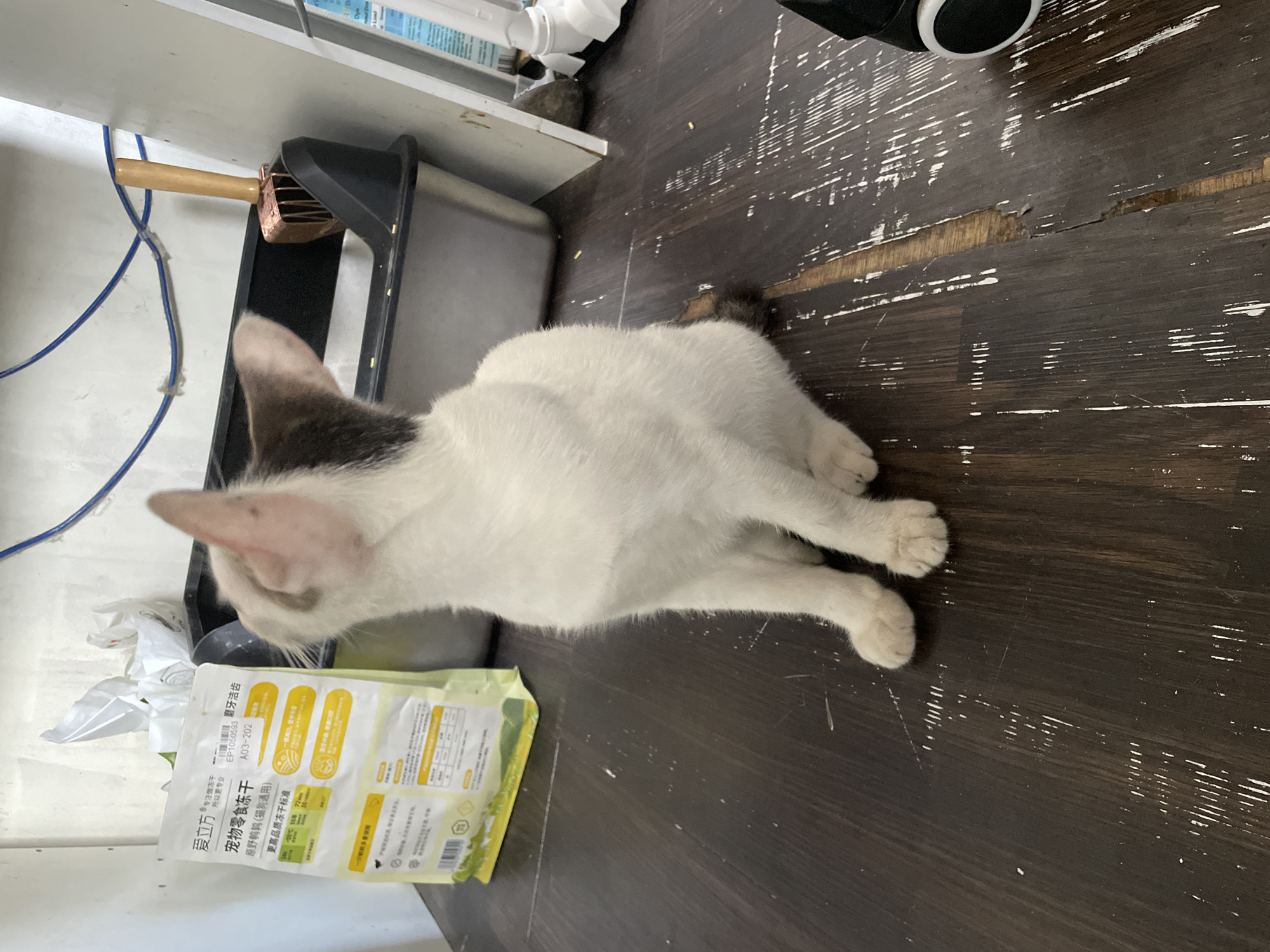 A white cat with dark markings on its ears and tail is resting on a dark, worn wooden floor. The cat is positioned on its side, looking towards a yellowish-green bag of pet food or treats. Its front paws are tucked in, and its body is stretched out.
The floor shows significant wear, with numerous white scuff marks and exposed lighter wood underneath the darker finish. In the background, there's a white wall and a white shelving unit. Blue cables run along the wall. On the shelf, various items are visible, including what appears to be a brush with a wooden handle and copper-colored bristles, resting in a black holder or tray. To the left of the pet food bag, some crumpled white plastic bags are visible.
The visible text on the pet food bag, which appears to be in Chinese, includes: "爱立方" (Aili Fang - brand name), "多专注做冻干" (More focused on making freeze-dried), "所以更专业" (So more professional), "宠物零食冻干" (Pet snacks freeze-dried), "原野鸭鸭(猫狗通用)" (Wild duck (for cats and dogs)), "更高品质冻干标准" (Higher quality freeze-dried standards), and "磨牙洁齿" (Grind teeth and clean teeth). Product codes "EP1050593" and "A03-202" are also present, along with numbers like "35%" and "72", likely indicating nutritional values. The word "Dye" is partially visible at the top right, possibly from another label.
The scene depicts an indoor setting, likely a home in Davao City, Philippines, characterized by a lived-in feel with pet supplies and common household items. The lighting is bright and even, suggesting daytime. The cat appears calm and relaxed.