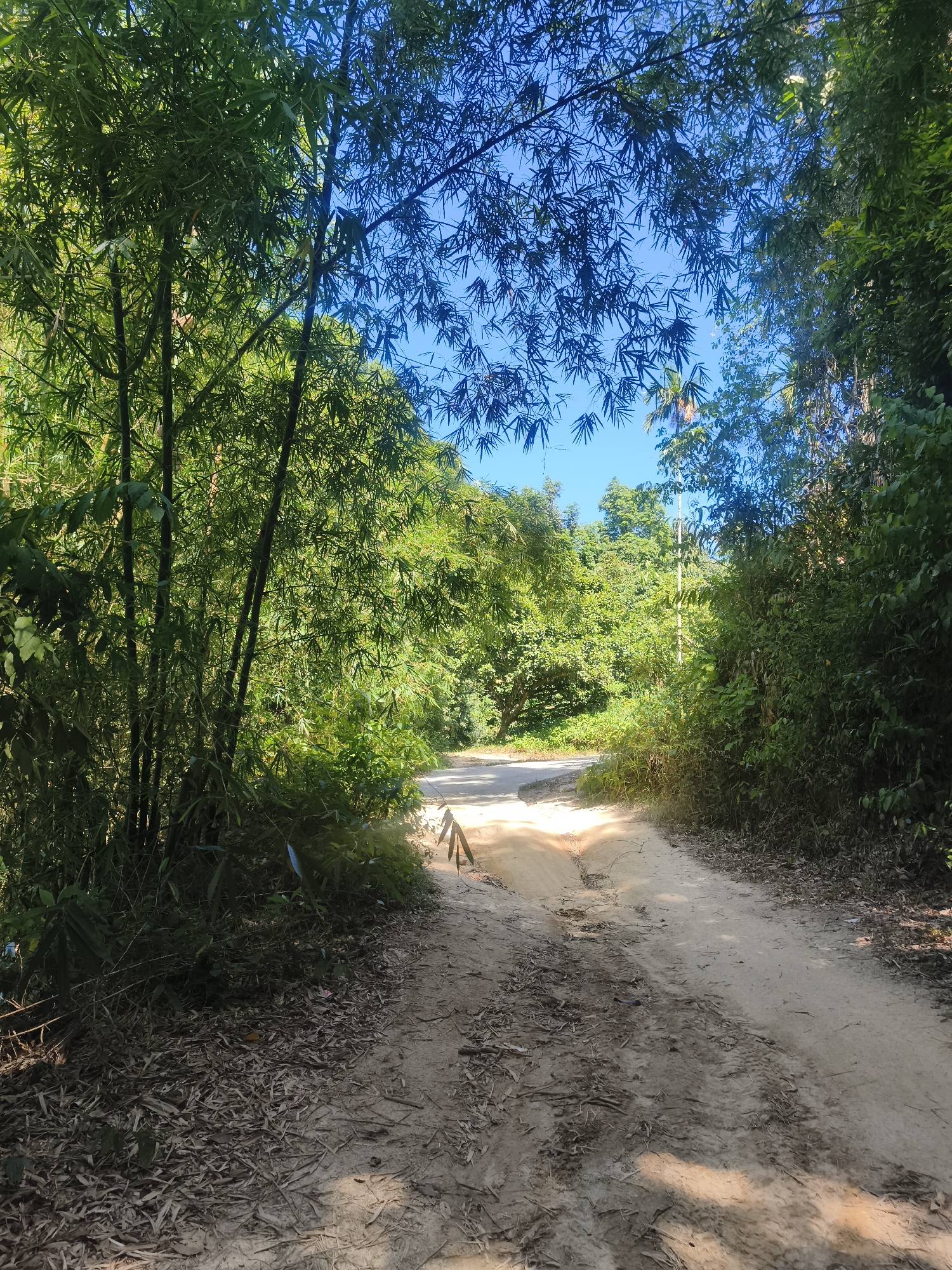 A dirt road winds through a lush green environment on Ko Samui, Thailand. Dense bamboo and other foliage line both sides of the road, creating a shaded canopy that filters the bright sunlight. The road surface is uneven, with patches of light and shadow, and scattered leaves and debris. In the distance, the road appears to curve and ascend, disappearing into the dense vegetation. A clear blue sky is visible through the gaps in the leaves overhead.