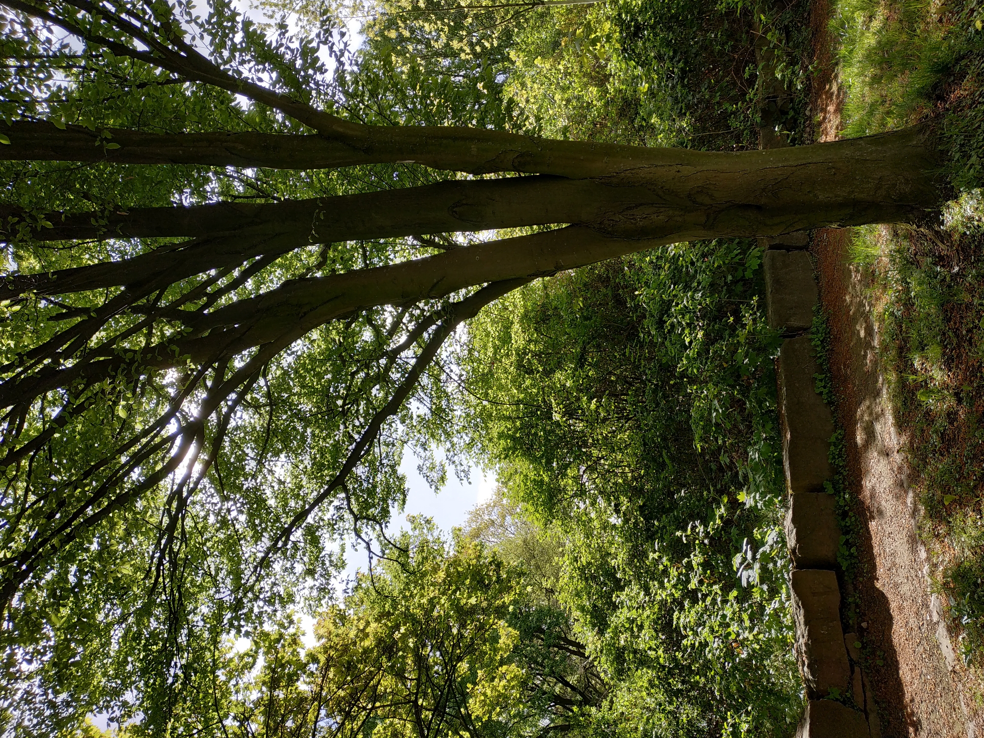 The image depicts a forest path in Dortmund, Germany. A large tree trunk lies horizontally across the top of the frame, with branches extending upwards and to the left, the leaves are illuminated by sunlight filtering through the canopy. A stone wall runs along the right side of the frame, delineating the path. Dense green foliage fills the background and lower part of the image. Sunlight is visible through the trees, creating dappled lighting.