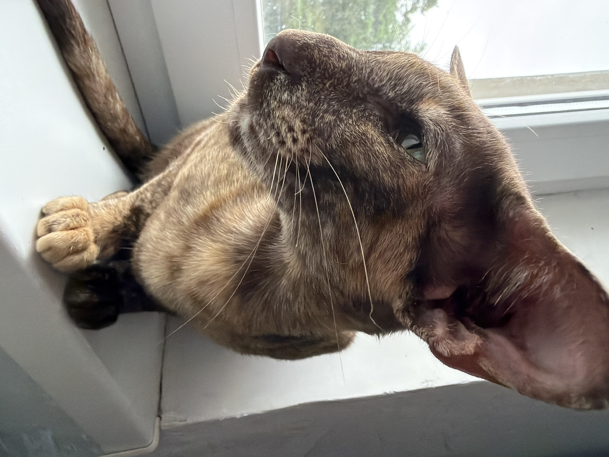 An Oriental Shorthair cat with brown tabby markings sits on a white windowsill, gazing out a window. The cat has large ears, green eyes, and prominent whiskers. Outside the window, blurred green foliage is visible against an overcast sky. The cat's paws and tail are visible. The background consists of a white wall and the edge of the window frame. The image was taken in the city of Chaikovsky, Russia.