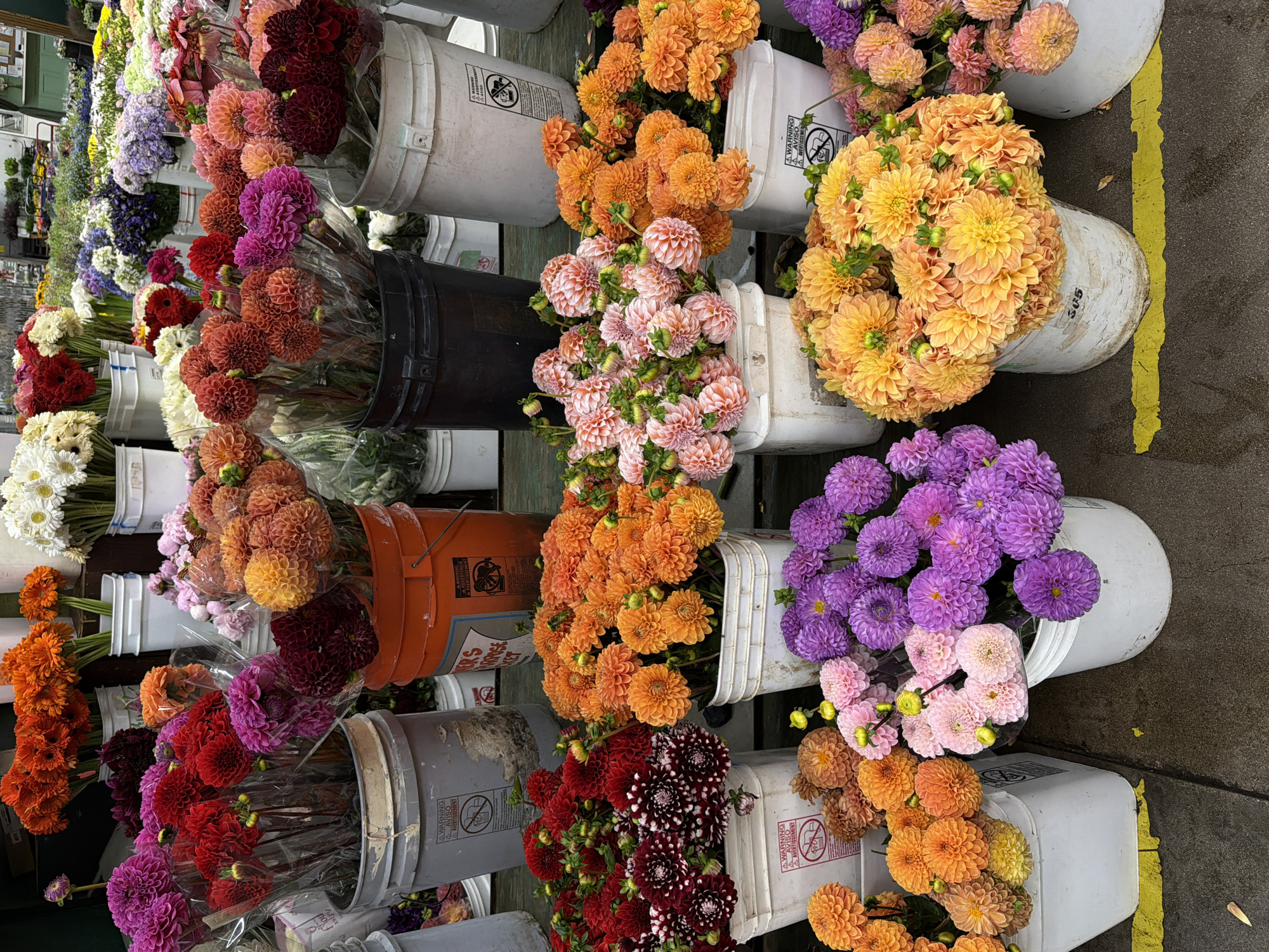This vibrant overhead image captures a diverse array of fresh-cut flowers, predominantly dahlias, displayed in numerous buckets at what appears to be an outdoor market. No individuals are visible, placing the sole focus on the colorful blooms.
The scene features hundreds of dahlias in a spectacular range of hues: bright orange, soft peach, sunny yellow, rich purple, delicate pink, deep red, and dark maroon. Many exhibit the characteristic globe or pompon shapes. The flowers are arranged in large, dense bouquets, with some wrapped in clear plastic sleeves, suggesting careful preparation for sale.
These bouquets are held in a variety of plastic buckets—mostly white, but also black, orange, and gray. Several white buckets prominently display "WARNING" and "AVISO" labels alongside universal hazard symbols, possibly indicating the presence of water or flower-preserving chemicals. One white bucket is marked with the number "305", while an orange bucket has the partial text "WERS" visible, likely part of "FLOWERS" or "GROWERS".
The setting is an outdoor space, with dark gray pavement visible, traversed by a distinct yellow painted line that may delineate market stalls or pathways. The bright, even lighting suggests it is daytime. In the blurred background, hints of other market stalls and more flowers can be seen, emphasizing the bustling, abundant nature of the location. The overall atmosphere conveyed is one of rich color, fresh produce, and commercial activity.