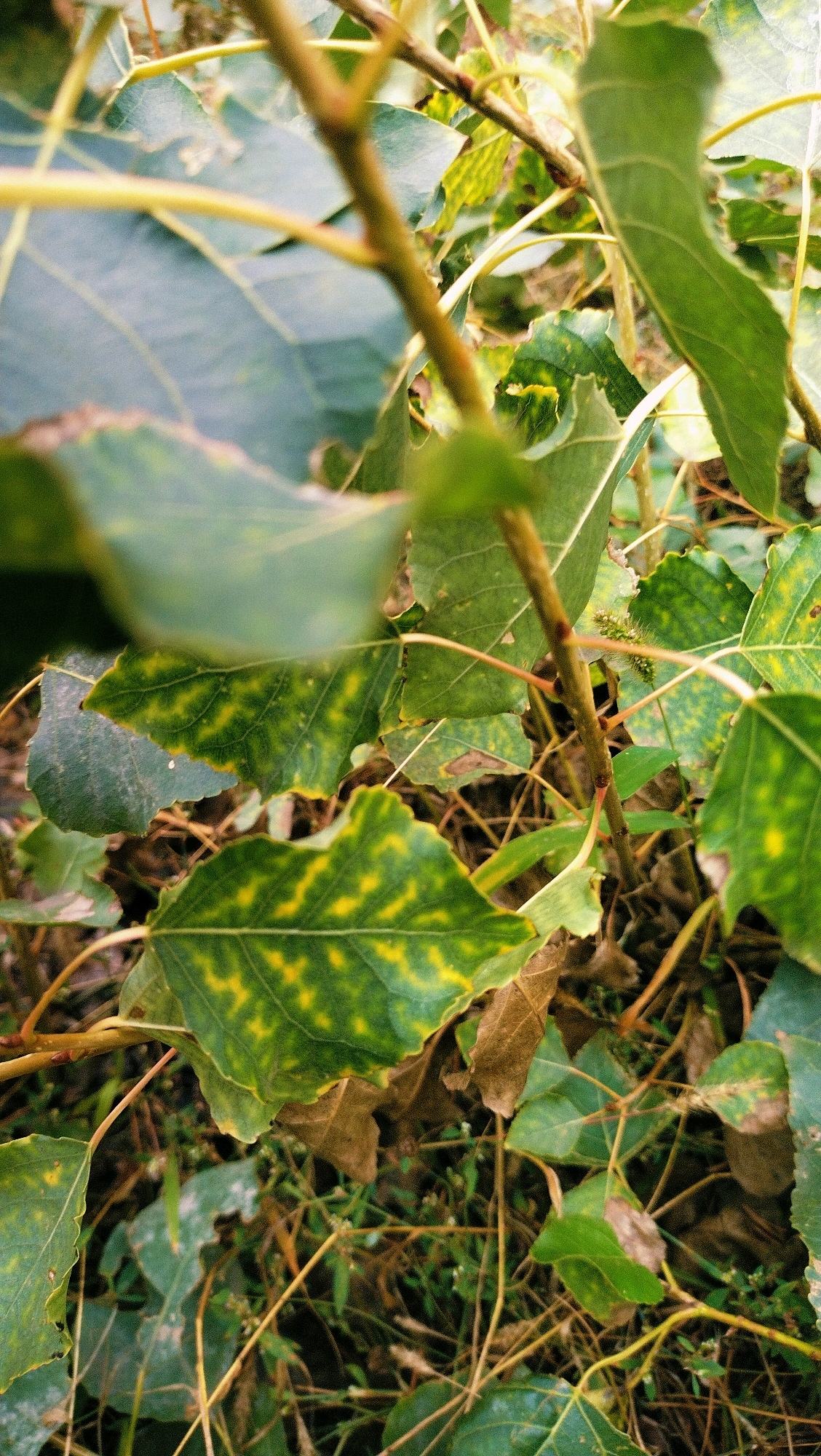 The image is a close-up, naturalistic photograph of a leafy plant with stems and branches. The leaves are primarily green with notable yellow mottling and spotting, suggesting some form of discoloration or natural pattern. The plant is situated outdoors amidst dry grasses, twigs, and soil, creating a somewhat overgrown and autumnal appearance. The lighting suggests it is daytime, with the sun illuminating the leaves and creating subtle shadows. The focus is on the textured surfaces of the leaves and the branching structure of the plant. There are no people or man-made objects visible in the frame, indicating a natural outdoor environment. The location is identified as Horishni Plavni, Ukraine, within a natural setting likely composed of vegetation.