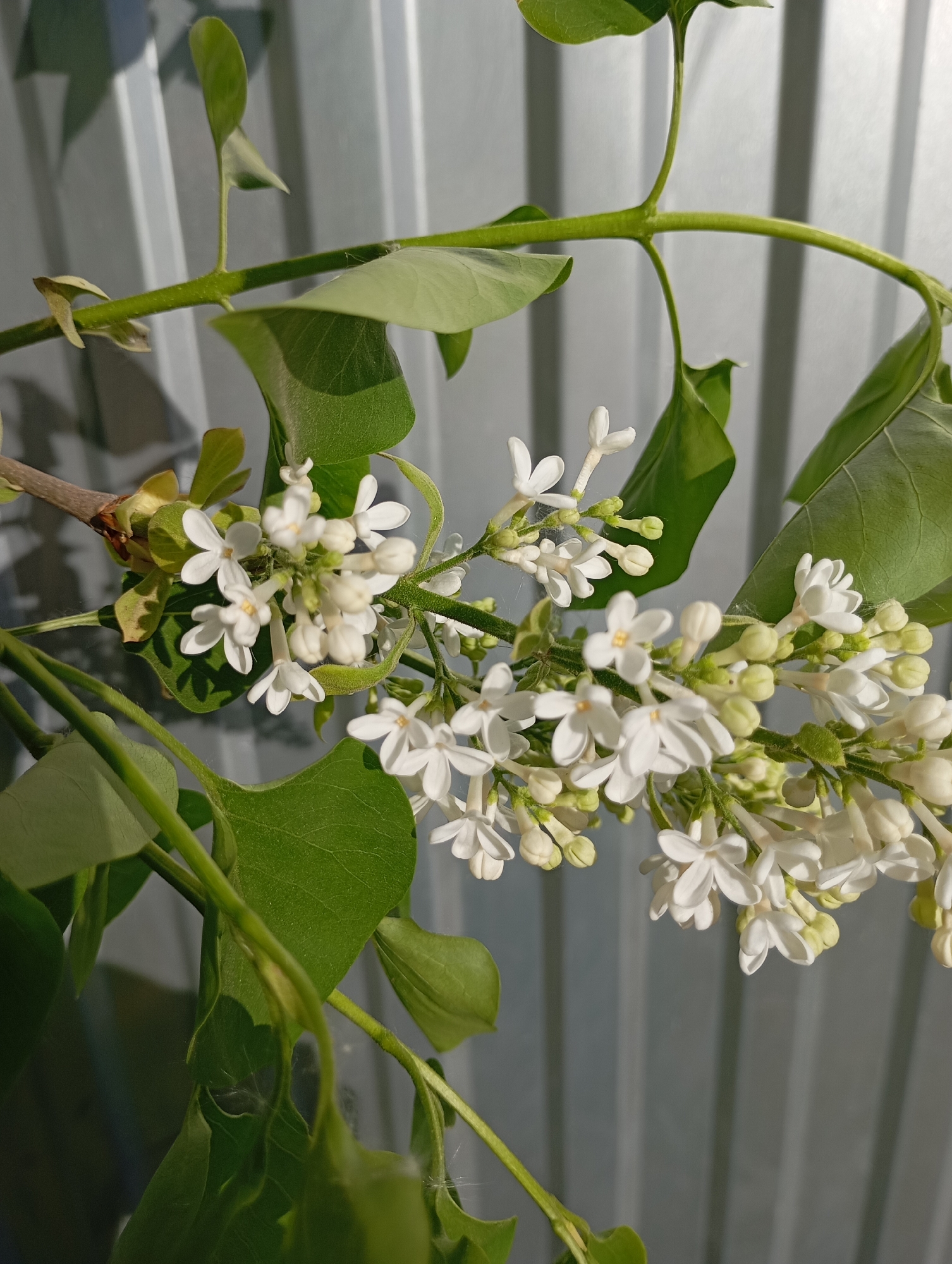 The image shows a close-up of a branch of white lilac flowers with green leaves against a gray background of corrugated metal siding. The flowers are in various stages of bloom, with some still in bud form. The location is not identifiable.
