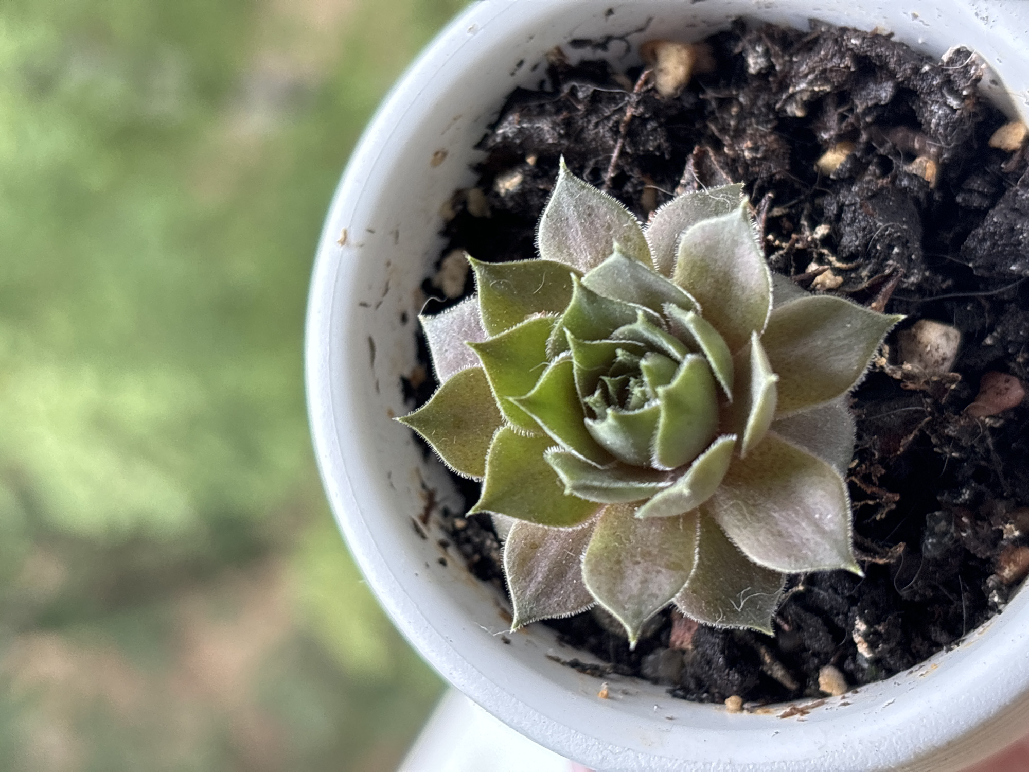 A close-up, eye-level shot captures a small succulent plant in a white pot, set against a blurred green background, suggesting an outdoor environment. The succulent exhibits tightly packed, pointed leaves that transition from a pale green at the center to a purplish-brown hue towards the tips. The leaves are covered in fine, white hairs. The pot is filled with dark soil, interspersed with small pebbles and organic matter. The lighting is natural, casting subtle shadows on the plant and soil. There are no people or visible urban elements in the image, nor is there any indication of the city of Chaikovsky, Russia.