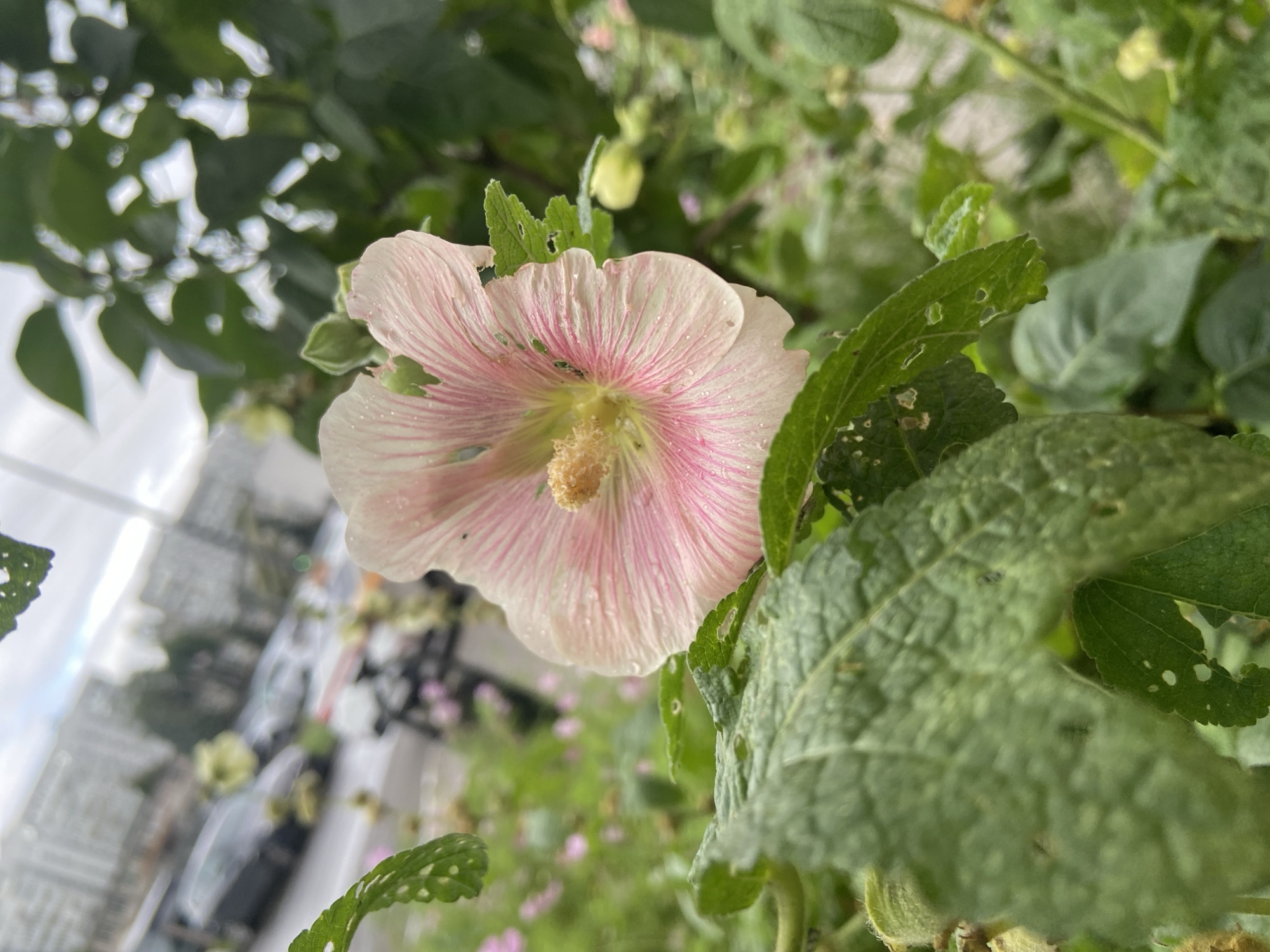 A close-up, eye-level shot focuses on a pale pink hollyhock flower with delicate white and pink stripes, positioned slightly to the right of the frame. The flower is in bloom and covered in small water droplets, indicating it may have recently rained. Its textured petals are slightly torn in places, and a fuzzy yellow stamen is visible in the center. Surrounding the flower are lush green leaves, some of which are also showing signs of damage with small holes. The background is softly blurred, revealing a row of parked cars and residential buildings, suggesting an urban setting, likely in Balashikha, Russia. The sky appears overcast. The overall impression is one of urban nature thriving amidst a cityscape.
