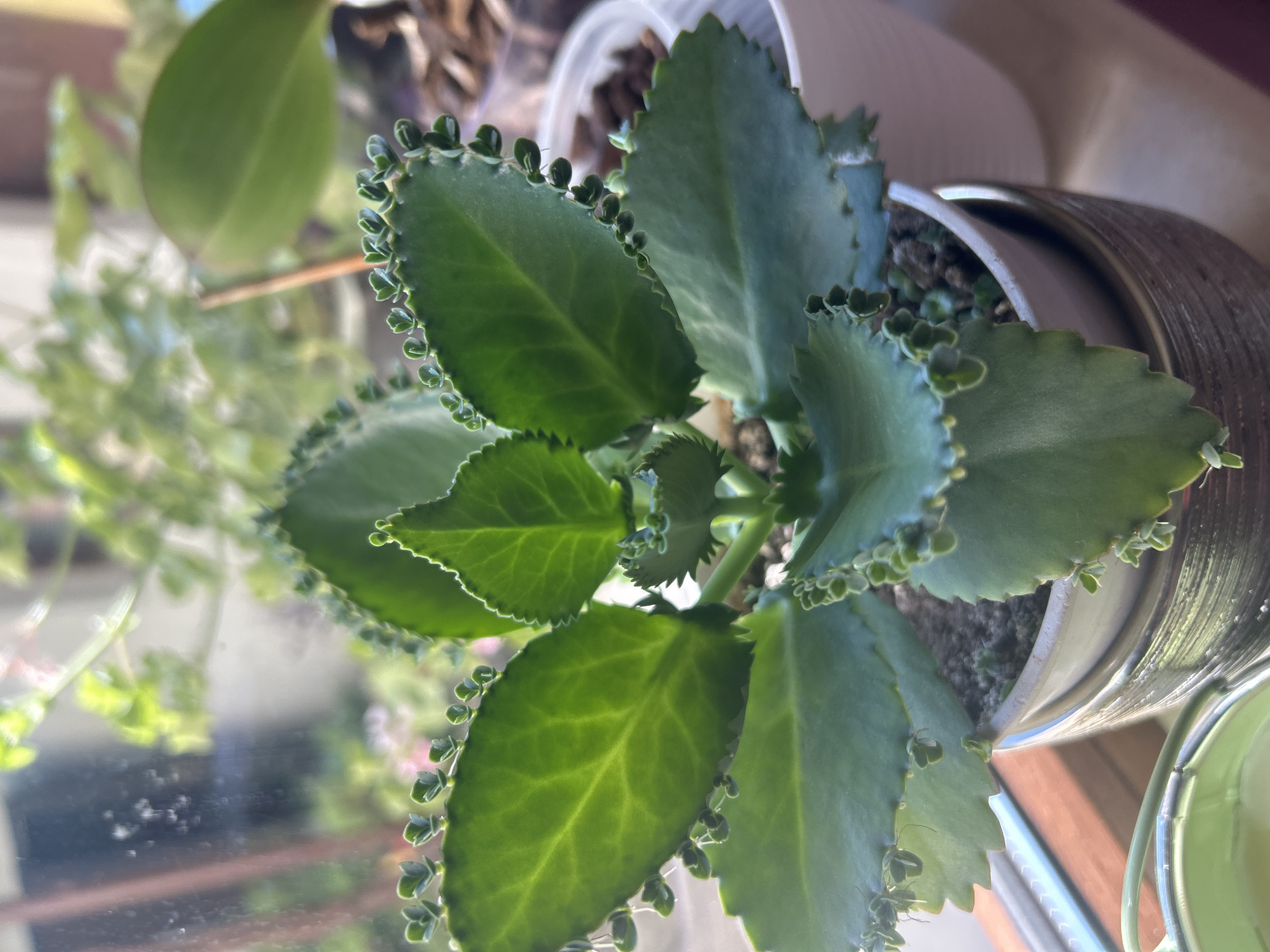 A close-up, eye-level, vertical shot shows a Mother of Thousands succulent plant in a pot. The plant is green and healthy, with many small plantlets growing along the edges of its leaves. The succulent is in a white pot with a textured, metallic-colored outer sleeve. The pot is on a windowsill, with sunlight streaming in from the left, illuminating the leaves and casting shadows. In the background, out of focus, are other houseplants and a window with a view of greenery. The scene appears to be indoors, in a residential setting, possibly in Krumovo, Bulgaria, given the context. There are no people or animals visible in the image.