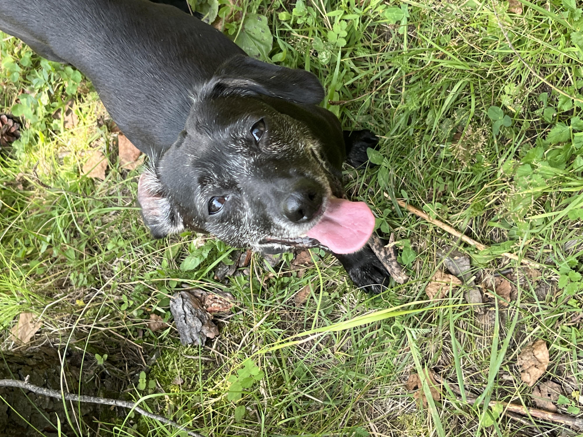 An overhead shot of a black dachshund in the grass. The dog's tongue is hanging out of its mouth, and its eyes are looking up at the camera. The dog's fur is short and black, with some white hairs around its muzzle and on its ears. The dog is lying on its side in the grass, with its front paws extended. The grass is green and lush, with some fallen leaves and twigs scattered throughout. There is a tree trunk to the left of the image. The scene is outdoors, and the lighting suggests it is daytime. The image has not been digitally altered.