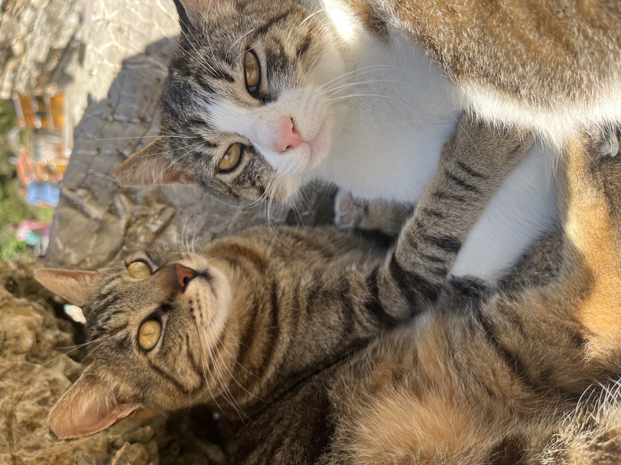 Two cats are lying on a concrete surface, likely outdoors. The cat at the top of the frame has a white face with grey and brown tabby markings and a pink nose. Its paw rests on the body of the cat below. The bottom cat is a brown tabby with yellow eyes, looking upwards. The scene is in bright sunlight. The location is presumed to be Budva, Montenegro, based on the prompt.