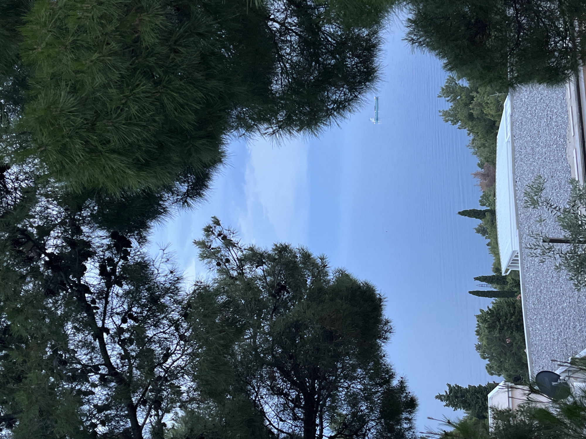 An exterior, eye-level, full shot depicts a tranquil view of the Adriatic Sea as seen from a residential area in Šušanj, Montenegro. The foreground is dominated by the dark green branches and needles of pine trees, framing the scene. In the distance, the calm, blue sea stretches to the horizon, meeting a pale blue sky with light clouds. A lone cargo ship, light blue in color, is visible on the water. Below the sea, the rooftops of several buildings, some with white roofs and others with gray, shingle-like coverings, are interspersed with lush green trees. The overall impression is one of peaceful, coastal living with a prominent natural setting.