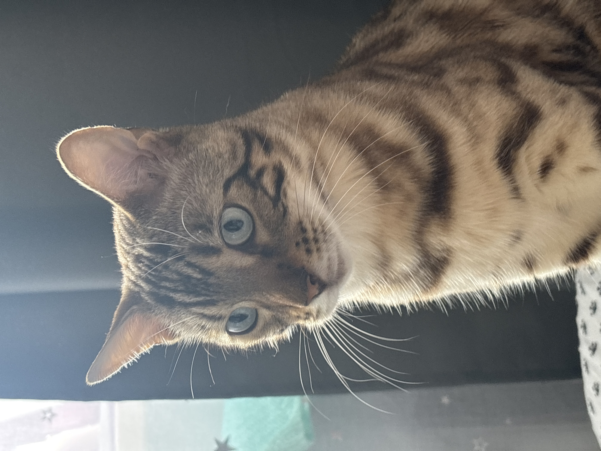 A Bengal cat is captured in a medium close-up shot, with its face and upper body filling the frame. The cat is looking to its left with a curious expression. Its fur exhibits the characteristic marbled pattern of the breed, with warm brown and black stripes against a lighter tan background. The cat has striking blue-green eyes and prominent white whiskers. The lighting suggests a natural light source, possibly from a window, which highlights the texture of its fur and creates a slight rim light effect around its ears and head. The background is dark and out of focus, with a subtle hint of a light-colored object with star-like patterns to the left of the cat. The image appears to be taken indoors. There is no indication of the city of Noviy, Russia in the image.