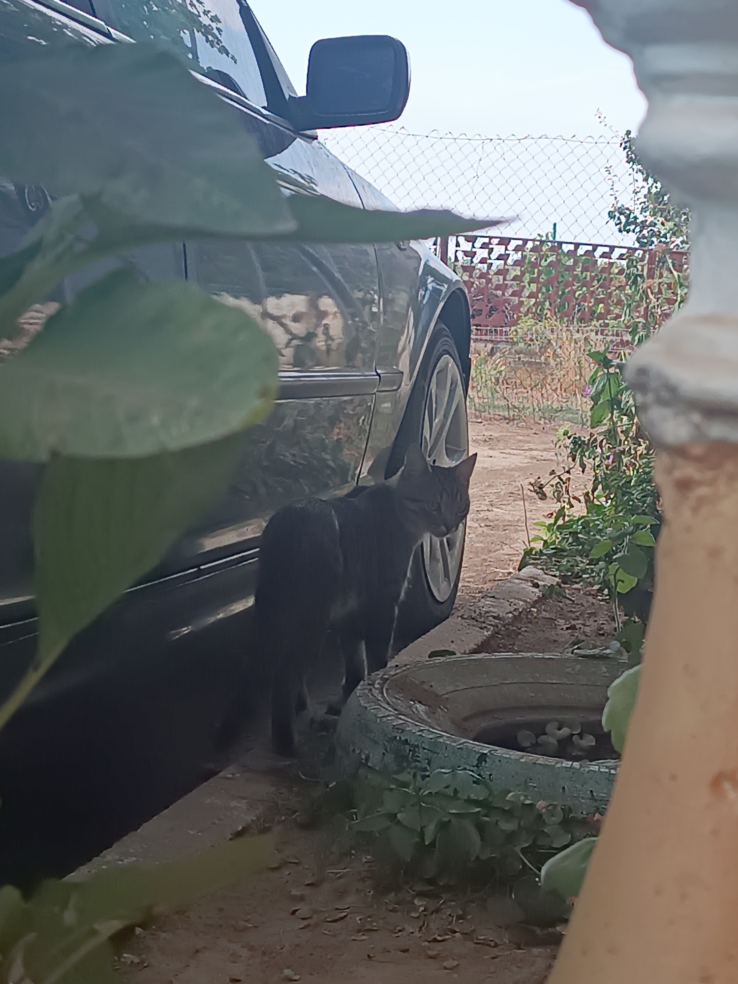 In Vypasne, Ukraine, a grey tabby cat stands next to the wheel of a dark-colored vehicle. The cat is positioned on a stone border, facing away from the camera and towards a tire that has been repurposed as a planter. The background shows a fence and various plants. The scene appears to be an outdoor setting, possibly a yard or driveway.