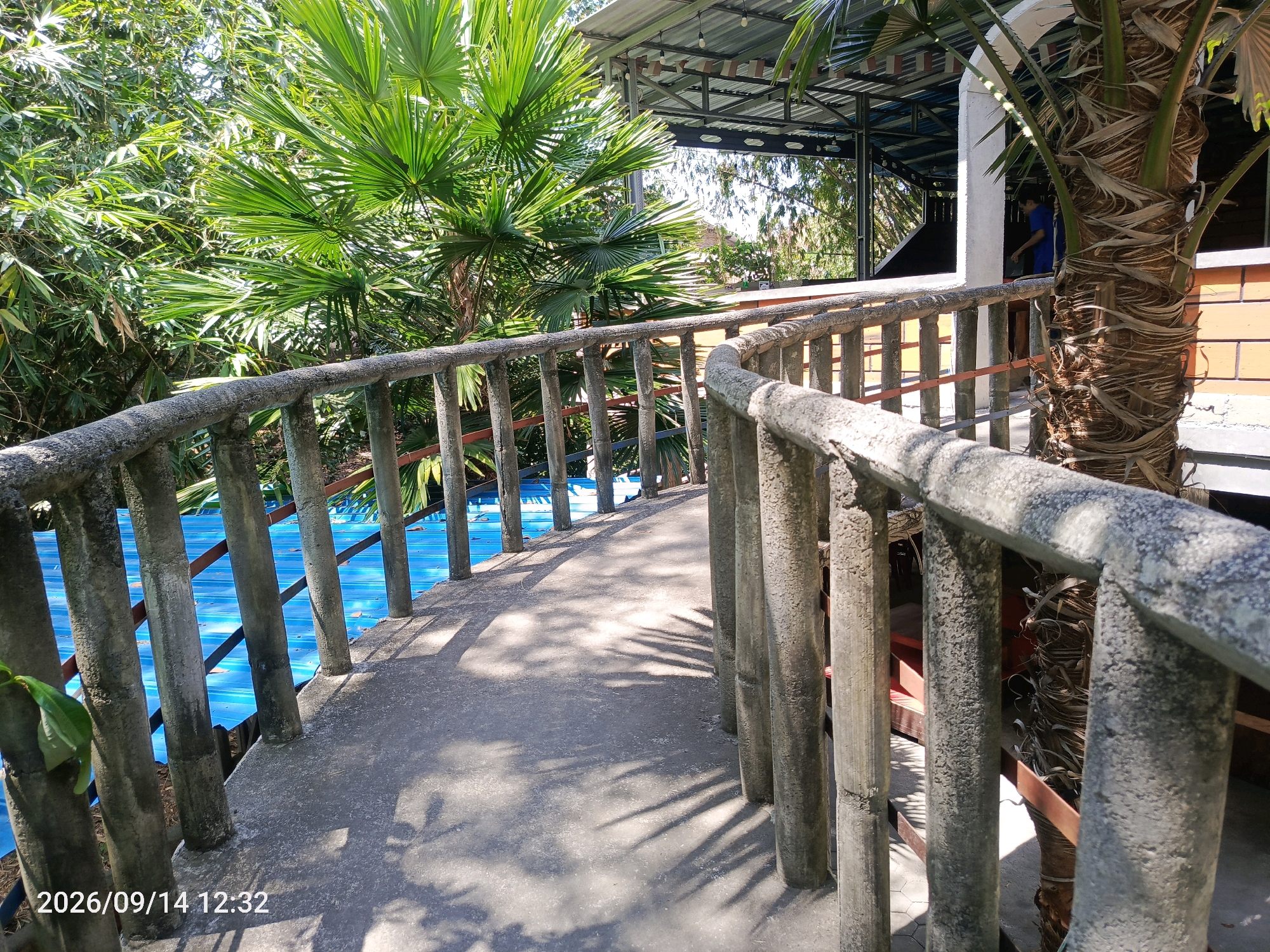 The image captures an outdoor scene with a curved concrete walkway or bridge, bordered by a railing. The walkway appears to be an elevated pathway leading into a covered structure, possibly a cafe or open-air building, suggested by the metal roof and support beams visible in the background. Lush green foliage, including palm fronds and bamboo-like plants, surrounds the walkway, indicating a tropical or subtropical environment. To the left of the walkway, a bright blue surface is visible, possibly a swimming pool or a pond. A palm tree with a textured, fibrous trunk stands prominently on the right side of the walkway. A person wearing a blue shirt is partially visible inside the covered structure in the background. The lighting suggests it is daytime, with shadows of leaves and the railing cast on the walkway. The timestamp "2026/09/14 12:32" is overlaid on the bottom left corner of the image. The setting appears to be a resort or a recreational area, possibly within or near the city of Jajag, Indonesia, given the presence of tropical vegetation and the hint of an Indonesian location in the prompt.