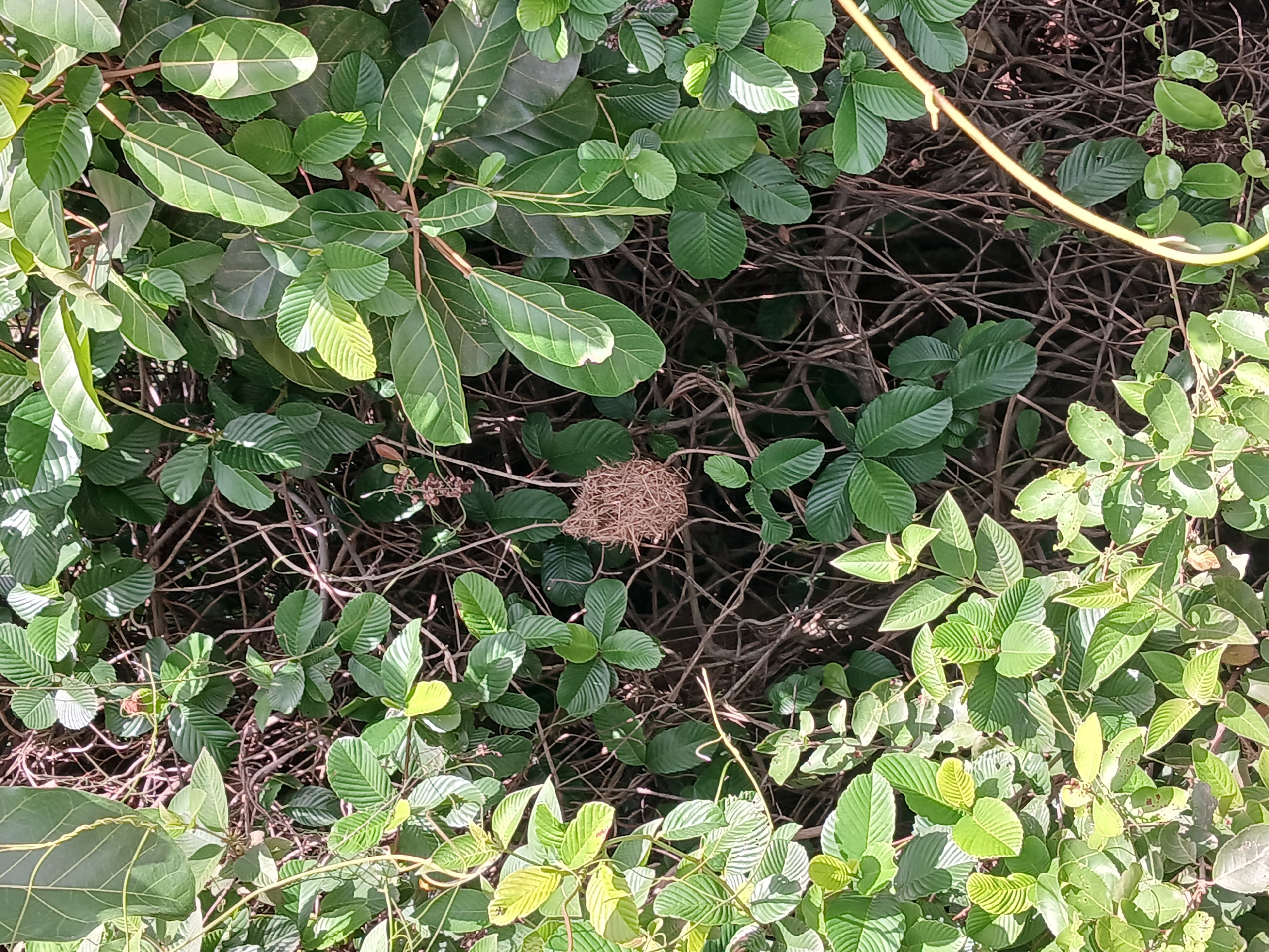 A bird's nest woven from dry grass and twigs hangs amidst dense green foliage and intertwined brown branches. The nest, a spherical structure with an opening, is suspended in the center of the image. Sunlight dapples through the leaves, illuminating some areas and casting others into shadow, creating a natural, textured scene.