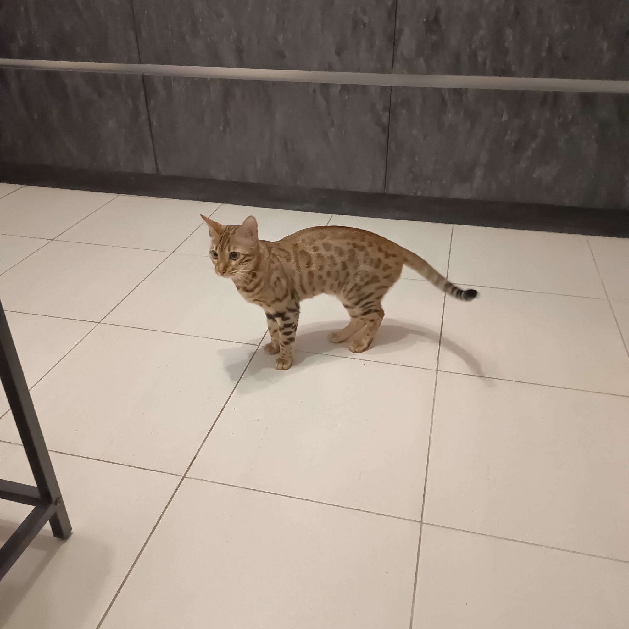 A Bengal cat stands on a light-colored tiled floor. The cat is oriented towards the left of the frame, with its body slightly angled away from the viewer. It has distinctive spotted markings on its coat, a slender build, and a long tail with dark bands near the tip. The background features a dark, textured wall with a horizontal gray bar running across it. The lighting appears to be artificial, creating a shadow of the cat on the floor to its left. To the left of the cat, a dark metal object, likely part of a piece of furniture, is partially visible. The scene suggests an indoor environment, possibly a home or a commercial space. There is no indication of the specific location within Moscow, Russia.