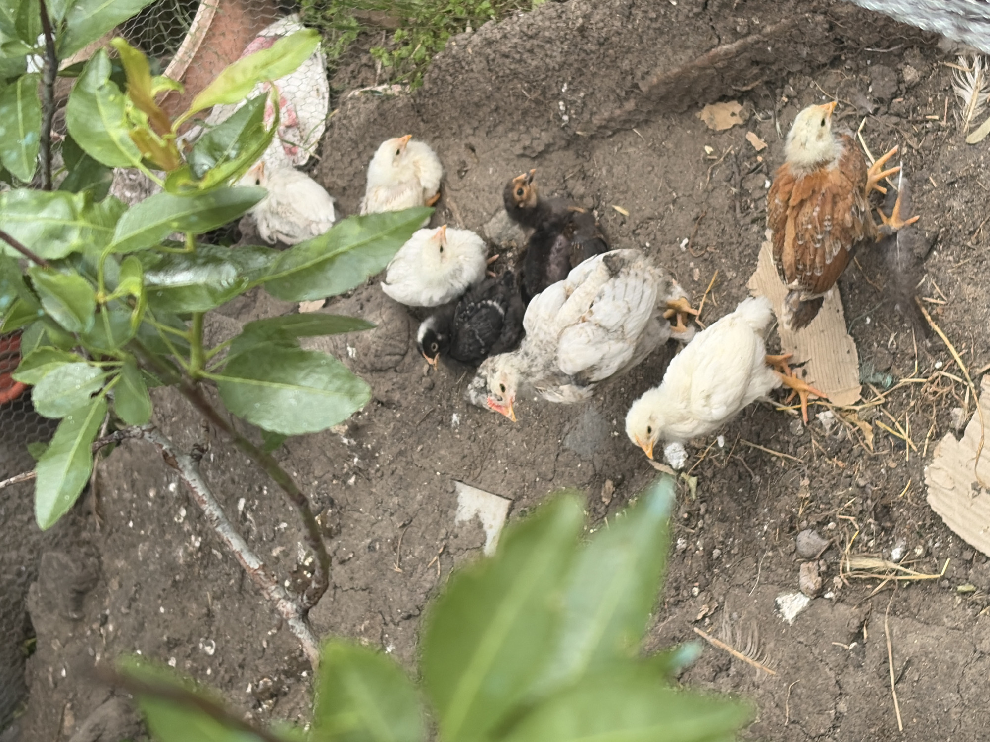 The image depicts a group of chicks in a dirt patch. There are approximately nine chicks of varying colors, including white, brown, and black. Some are huddled together, while others are scattered. The ground is bare dirt with small pieces of debris, including feathers and cardboard. Green foliage is visible in the foreground and background, partially obscuring the scene. A section of chicken wire is also visible in the top left corner. The location appears to be an outdoor, possibly rural or semi-rural setting. The city and state are unknown.