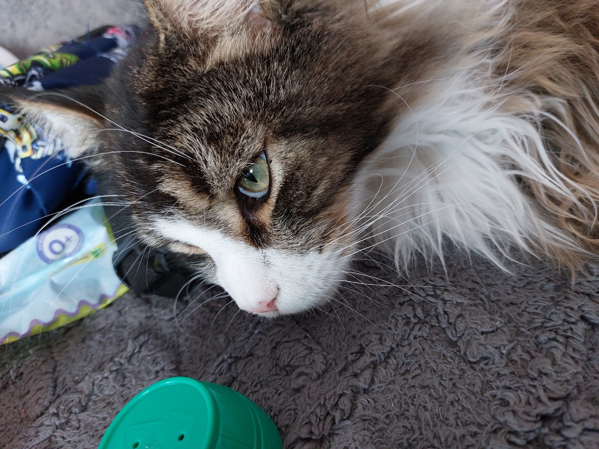 A close-up, medium-shot photograph shows the head of a cat lying on a gray textured surface that appears to be a rug or blanket. The cat is primarily brown and white with a pink nose and green eyes. To the left of the cat's head is a blue and white patterned object, possibly a package of baby wipes, and a green, plastic container with holes on top. The image does not contain information to identify any location, people or specific actions in Большой Букор, Russia.