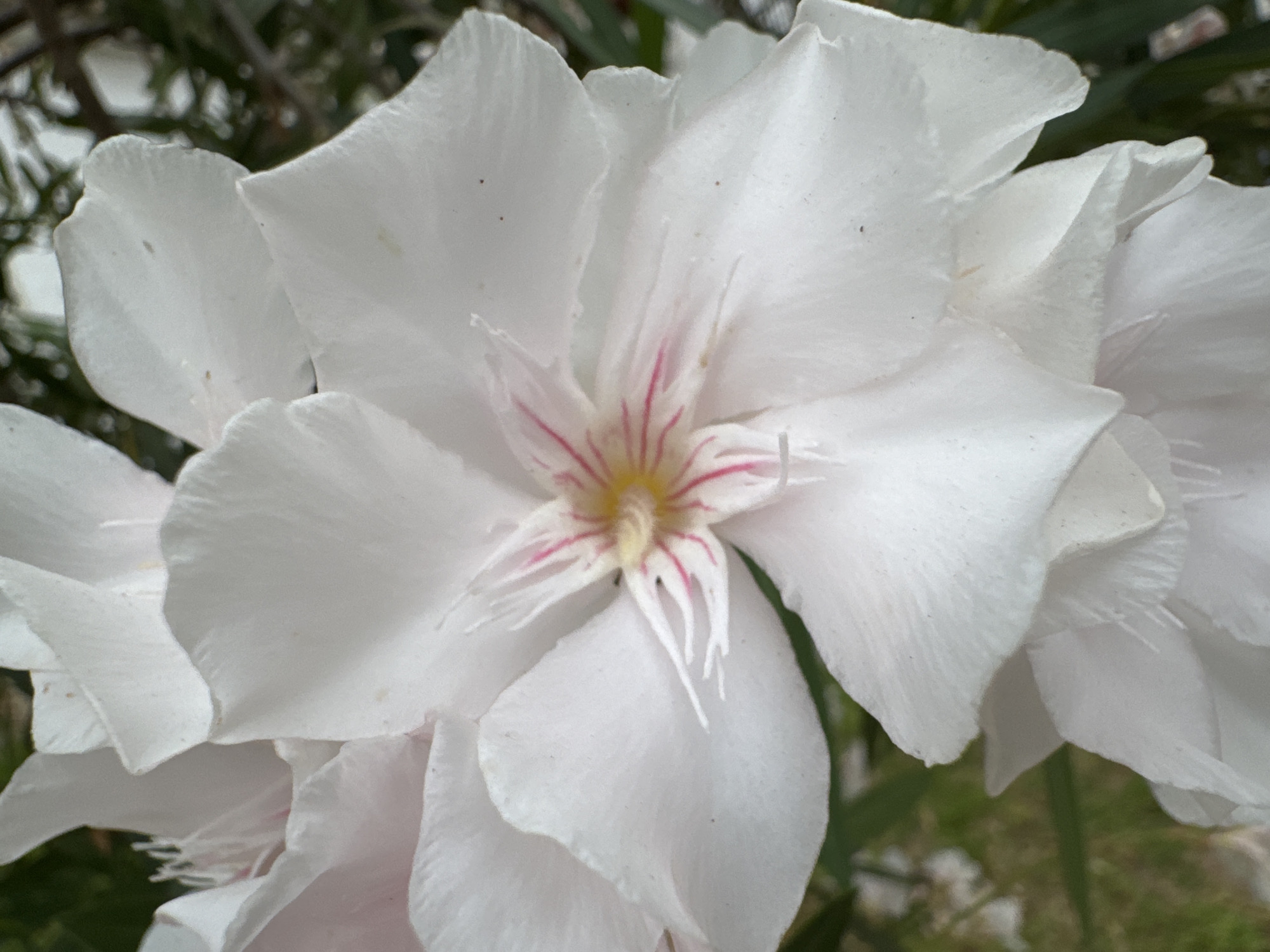 A close-up photograph captures a cluster of white oleander flowers with delicate pink and yellow centers. The petals are soft and slightly translucent, with some showing subtle creases and veins. In the background, blurred green foliage suggests an outdoor setting, likely a garden or natural area. The image is taken in Torrevieja, Spain.