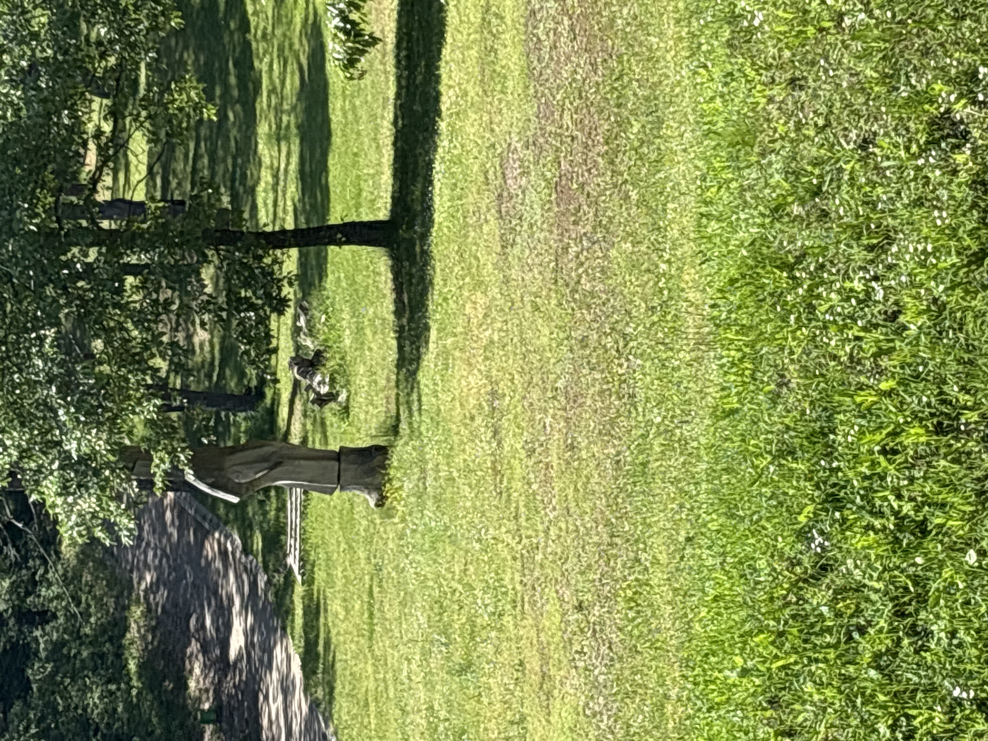 This image captures a sunlit park scene in Belchinski Bani, Bulgaria. The foreground is dominated by vibrant green grass, interspersed with numerous small white wildflowers. In the midground, a clear grassy lawn extends, featuring several deciduous trees with green foliage that cast distinct shadows onto the ground, indicating bright daylight conditions. To the left of the frame's center, a light-colored wooden sculpture, carved from a tree trunk into a stylized upright figure, stands firmly on the grass. Behind this sculpture, a light-toned wooden bench is partially visible. Further to the left and receding into the background, a winding dirt or gravel path traverses a densely wooded area, characterized by lush green trees and dappled sunlight. No individuals are present in the scene.
