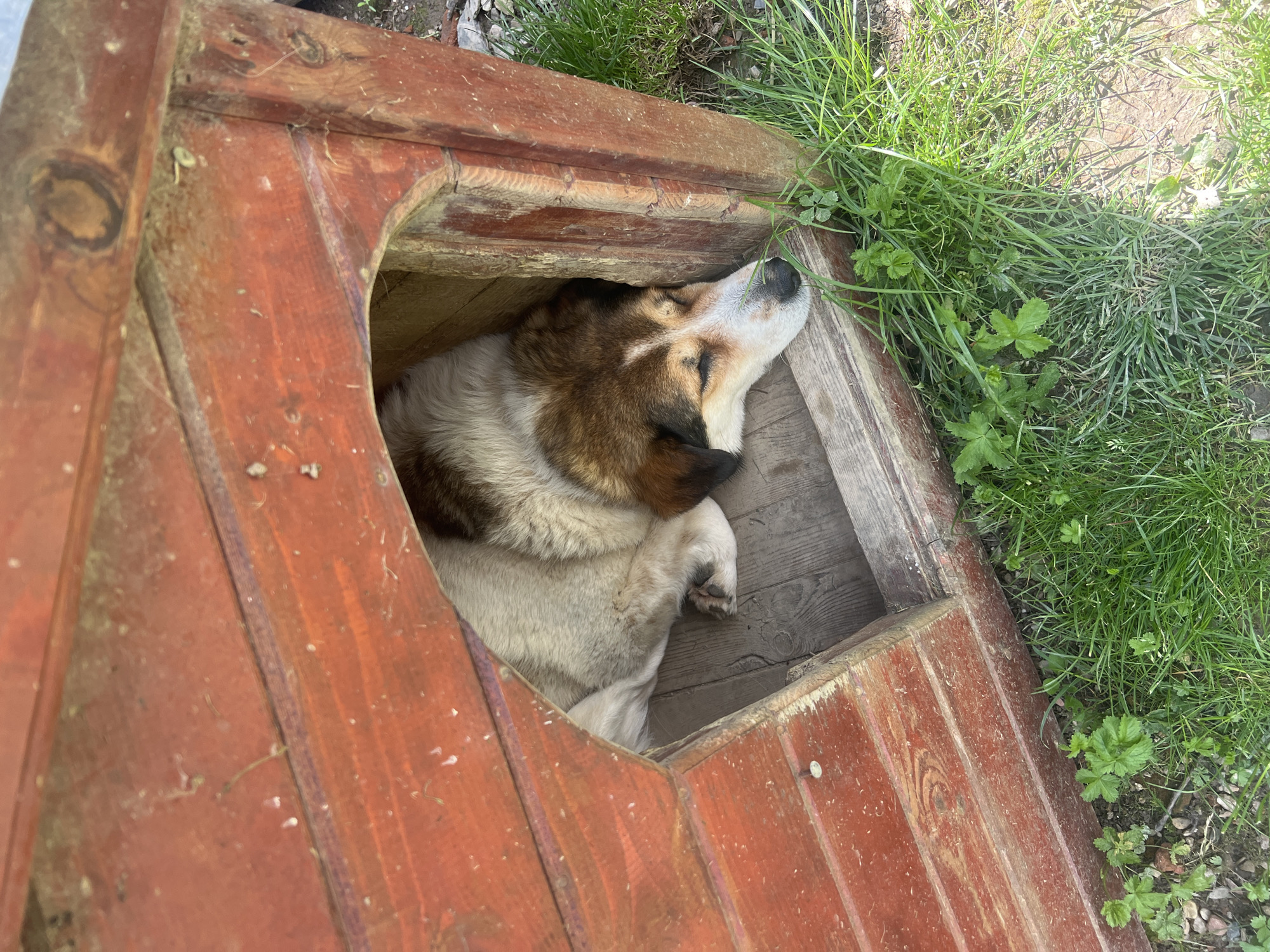 A dog is sleeping inside a red wooden doghouse. The dog is medium-sized, with white, brown, and black fur. The doghouse is located outdoors, partially surrounded by green grass and clover. The scene appears to be in a rural or suburban setting. The location is Gorno Kamartsi, Bulgaria, but there are no elements present in the image that would confirm or deny this information.