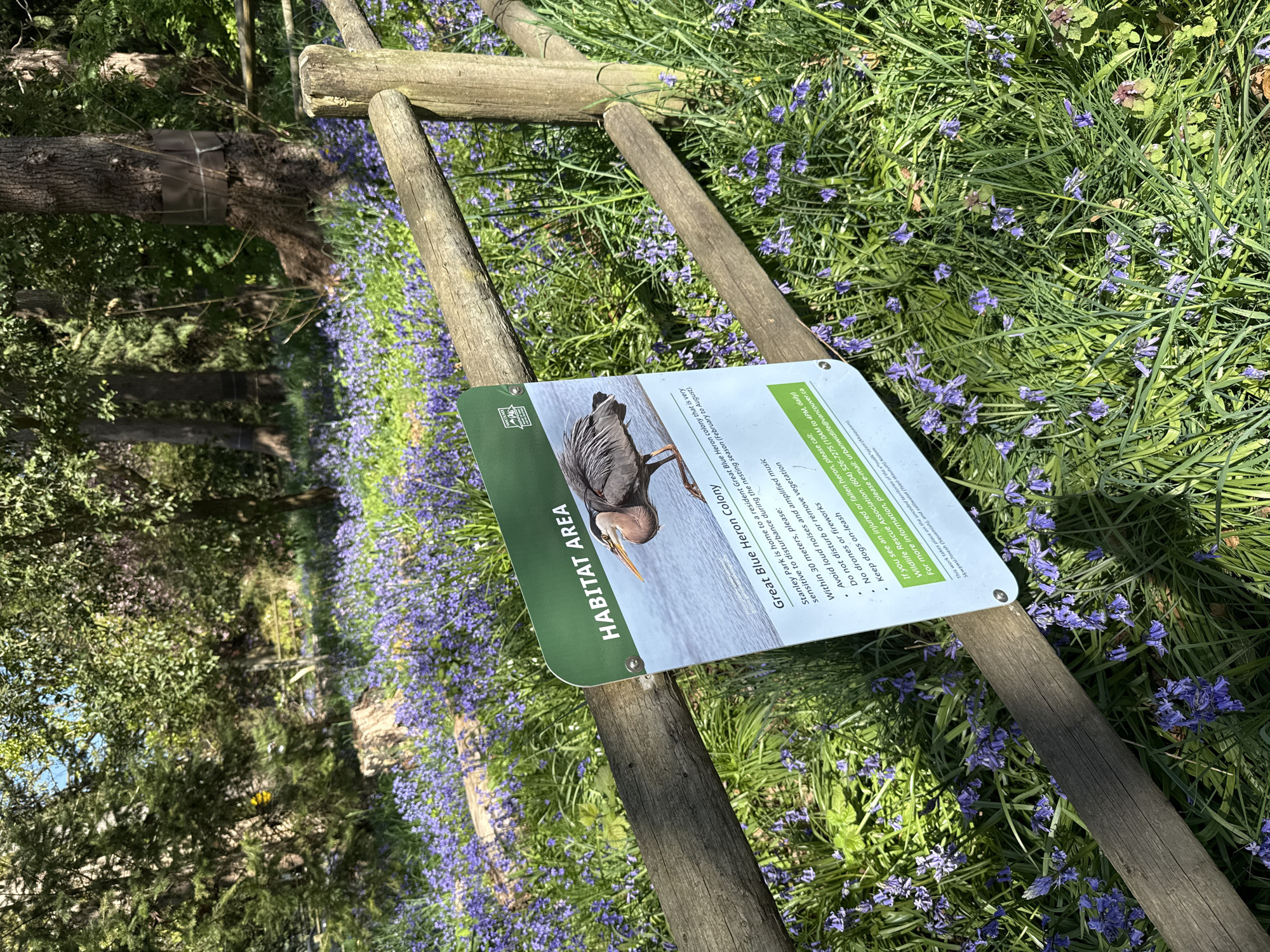 The image captures an outdoor scene in what appears to be a park or natural habitat area, likely in Vancouver, Canada, given the location context provided. The foreground features a green interpretive sign attached to a rustic wooden fence or railing. The ground is carpeted with lush green grass interspersed with numerous small, vibrant blue-purple flowers, resembling bluebells, stretching into the background.
The sign is titled "HABITAT AREA" and focuses on the "Great Blue Heron Colony." It informs visitors that "Stanley Park is home to a resident Great Blue Heron colony that is very sensitive to disturbance during the nesting season (February to August)." Below this, it lists visitor guidelines: "Within 30 meters, please: Avoid loud noises and amplified music, Do not disturb or remove vegetation, No drones or fireworks, Keep dogs on-leash." The sign also provides contact information for the "Wildlife Rescue Association: (604) 526-7275 (10AM to 4PM, daily)" and an email "urbanwildlife@vancouver.ca" for injured herons or more information. A notable detail is the land acknowledgment at the bottom, stating, "This work takes place on the unceded territories of the xʷməθkʷəy̓əm (Musqueam), Sḵwx̱wú7mesh (Squamish), and səlilwətaɬ (Tsleil-Waututh) Nations." An image of a Great Blue Heron in water is prominently displayed on the sign.
In the background, beyond the flowered ground, are various trees and dense foliage, indicating a wooded environment. One tree trunk in the mid-ground appears to have a protective wrap or material around it. The bright sunlight suggests it is daytime, under clear weather conditions. The overall scene conveys a message of nature conservation and public awareness in a protected area.