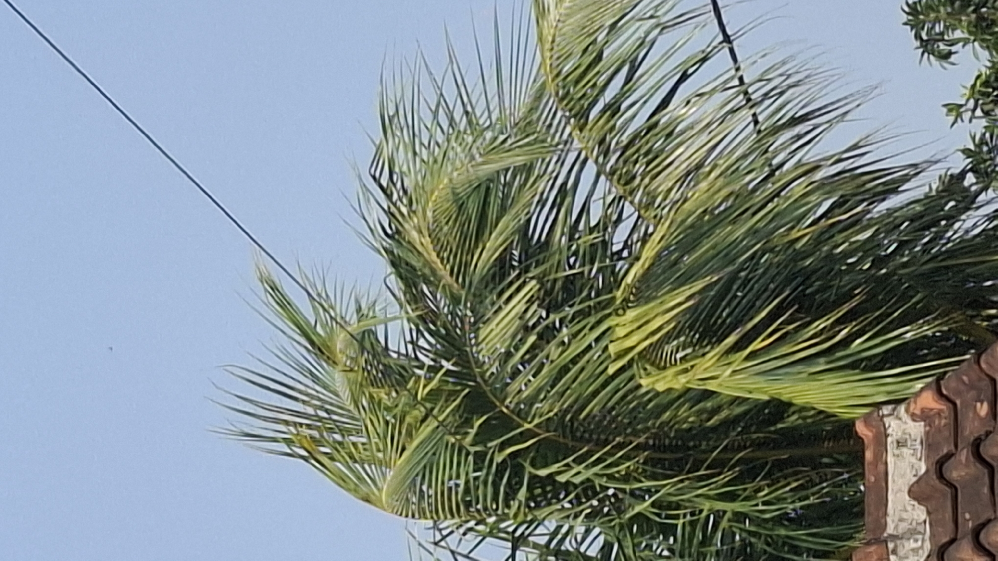 The image depicts a close-up view of the fronds of a coconut palm tree against a clear blue sky. The palm fronds are a vibrant green, with some yellowing visible on the tips, indicating wind movement. A thin black wire stretches diagonally across the upper right portion of the frame, disappearing behind the foliage. In the lower left corner, the edge of a terracotta-tiled roof is visible, suggesting an urban or semi-urban setting. The overall scene captures a moment of nature amidst human infrastructure. This scene is located in Cibinong Hilir, Indonesia.