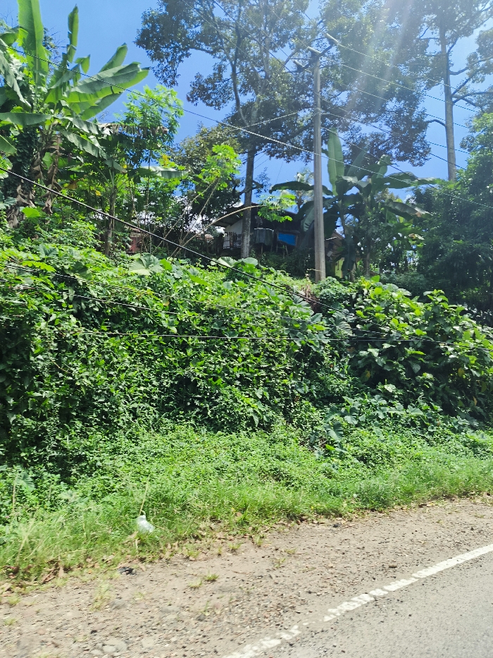 The image shows a roadside in Cipatat, Indonesia, at the coordinates -6.778 latitude and 107.437 longitude. The scene is dominated by lush vegetation growing along a steep hillside. A single power pole stands tall, with several power lines running overhead. A small building with a white roof is visible, partially obscured by foliage, in the background. The foreground features a dirt road with a white painted line down the center. The road appears to be relatively quiet with no vehicles or people visible. The vegetation consists of various trees and bushes, including a prominent banana tree with its characteristic large leaves. The overall atmosphere is one of peace and tranquility, with a sense of natural beauty. The image is taken during the day, with clear skies and bright sunshine.