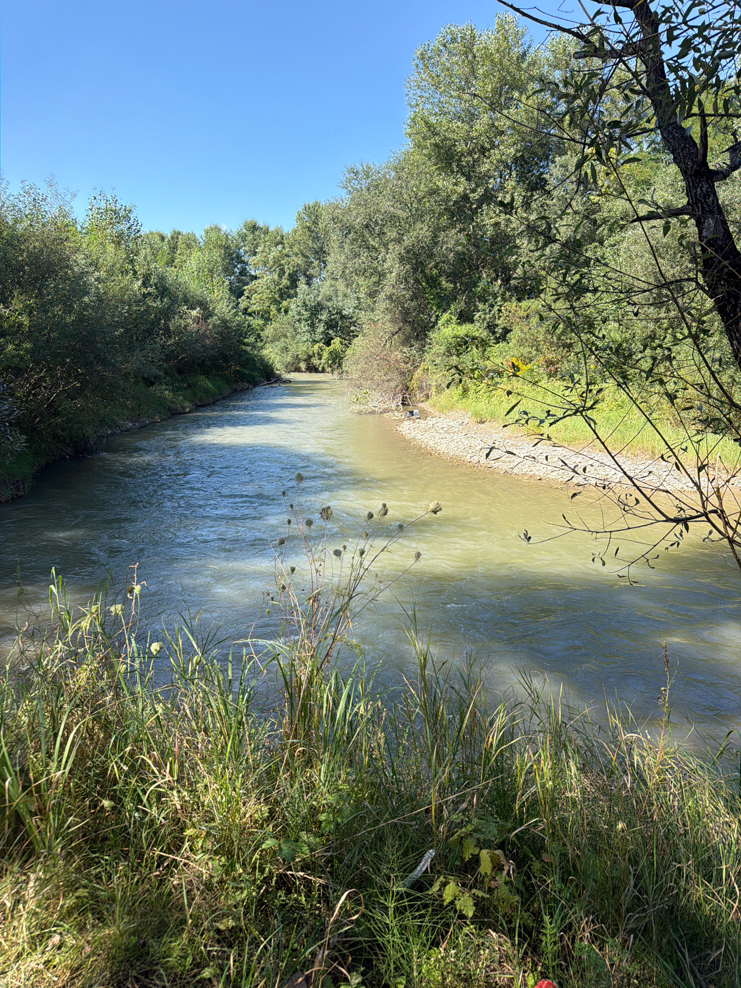 This image depicts a wide river flowing through a lush, tree-lined area under a clear blue sky. The river has a murky, greenish-brown hue, and its surface is rippled, indicating movement. The banks are covered in dense green foliage and tall grasses, with some areas showing rocky terrain. Tall trees with dense green canopies dominate the background, creating a sense of a natural, undeveloped landscape. The lighting suggests it is daytime, with sunlight casting shadows and highlighting the textures of the vegetation and water. There are no visible people or man-made structures that would indicate a specific location within the city of Yessentuki, Russia.