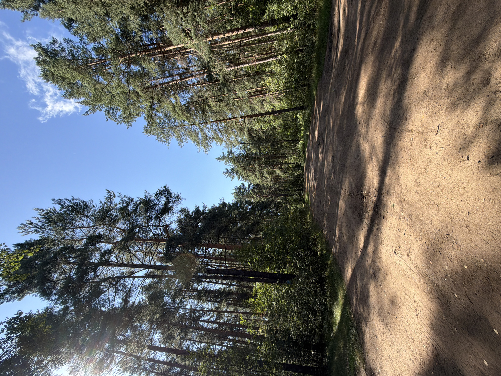The image depicts a sandy dirt road winding through a forest of tall pine trees under a clear blue sky with scattered white clouds. The sunlight casts dappled shadows across the road and the surrounding undergrowth. The trees are dense on both sides of the road, with some appearing taller and older than others. The ground is covered in sand, with scattered pine needles and leaves. The scene appears to be a natural, undeveloped area. This is likely a forest path or road within or near the city of Suoranda, Russia. There are no people, animals, or man-made structures visible in the image.