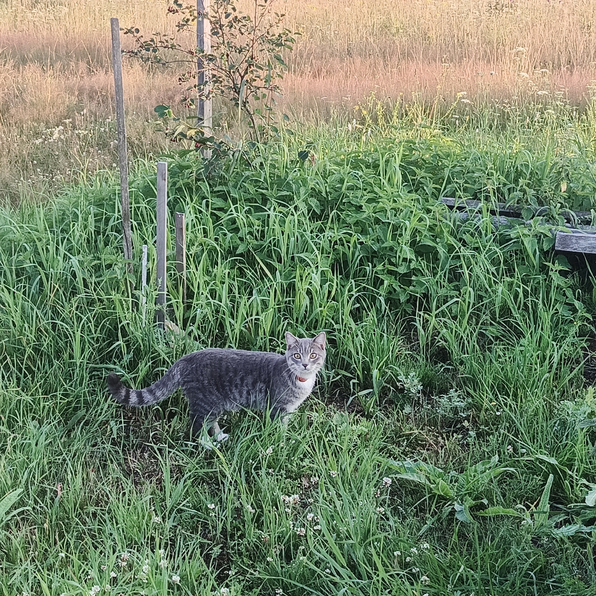 A grey tabby cat with a white chest and red collar stands in tall green grass, looking towards the camera. The cat's tail is curled. Behind the cat, more tall grass and some wooden posts are visible. In the background, dry, golden grass and a small tree with red berries are present. The scene appears to be an outdoor, rural environment, possibly a field or yard, with no specific identifying landmarks of Ваньки, Russia, visible. The lighting suggests it is either early morning or late afternoon.