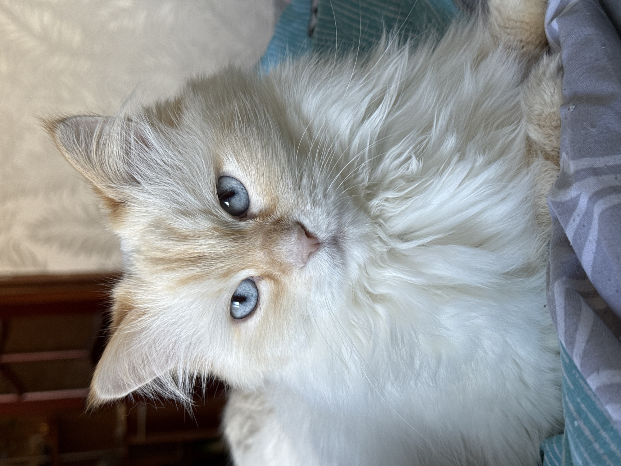 The image depicts a close-up of a white cat with light beige markings around its face and ears. The cat has bright blue eyes. It is lying down, with its head tilted slightly towards the camera. The background includes a bed or blanket with gray and blue stripes. The location in the city of Chaikovsky, Russia, is not discernible from the image.